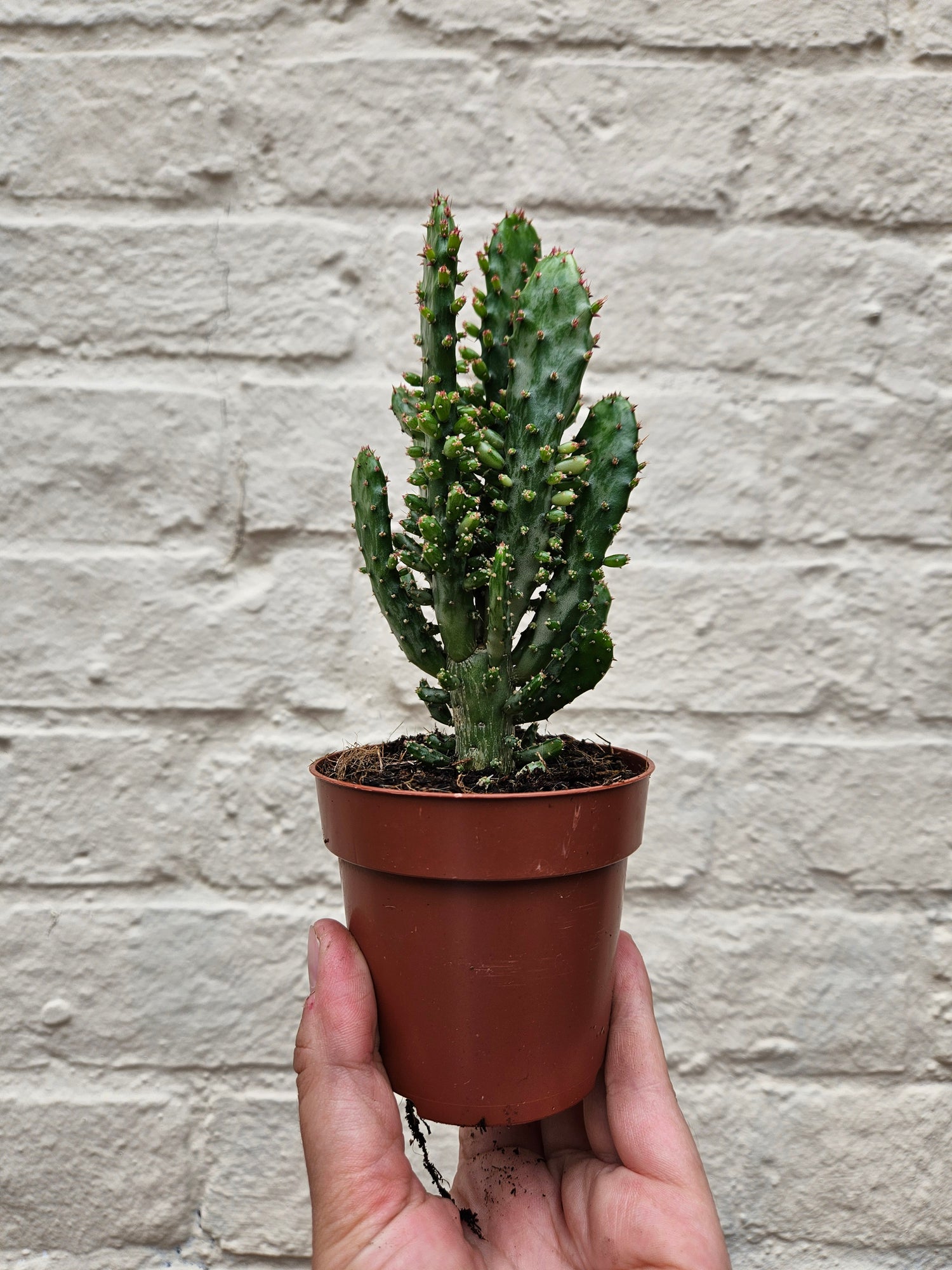 Opuntia monacantha (Drooping prickly pear catus)