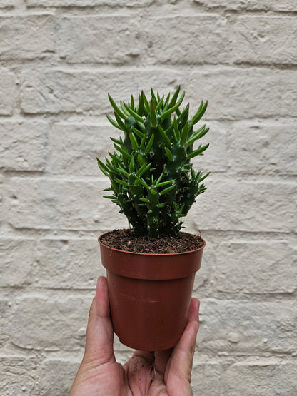 Austrocylindropuntia syn. Opuntia subulata (Eves Pin Cactus)