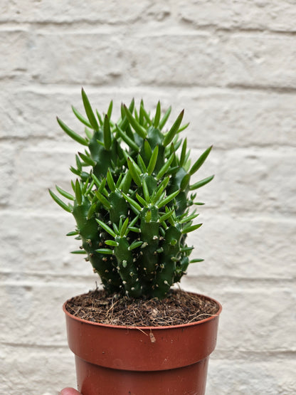 Austrocylindropuntia syn. Opuntia subulata (Eves Pin Cactus)