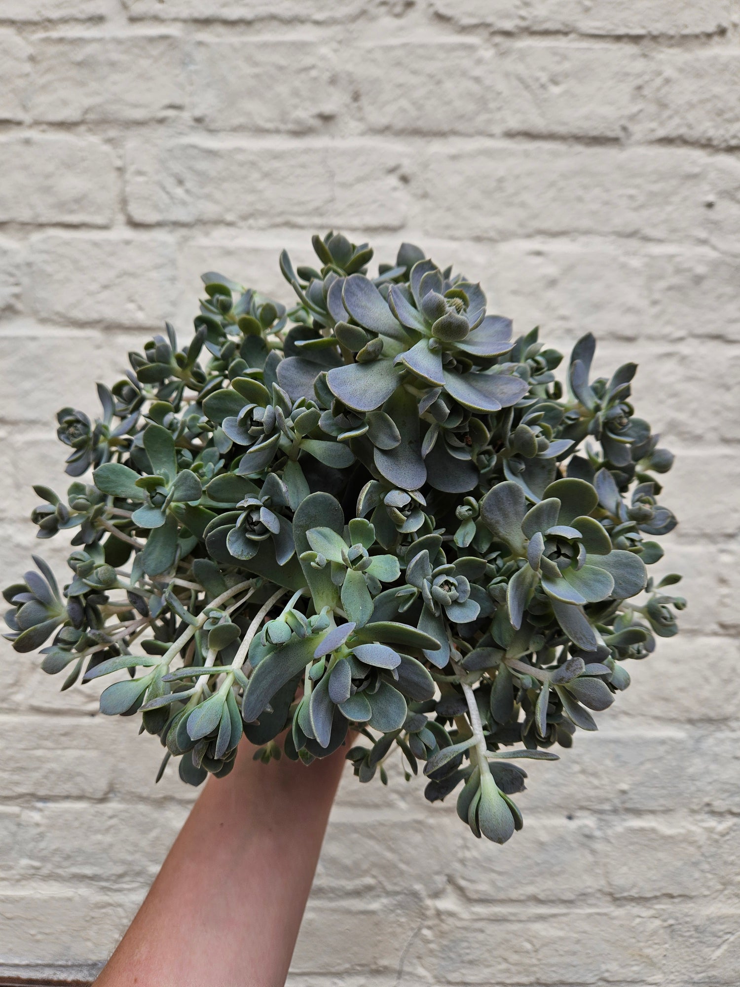 Orostachys (Dunce cap succulent)