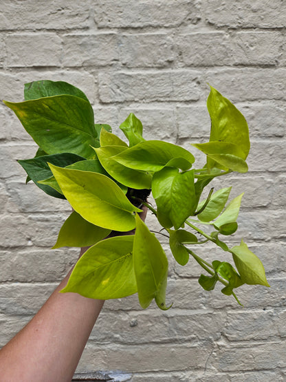 Epipremnum Aureum &