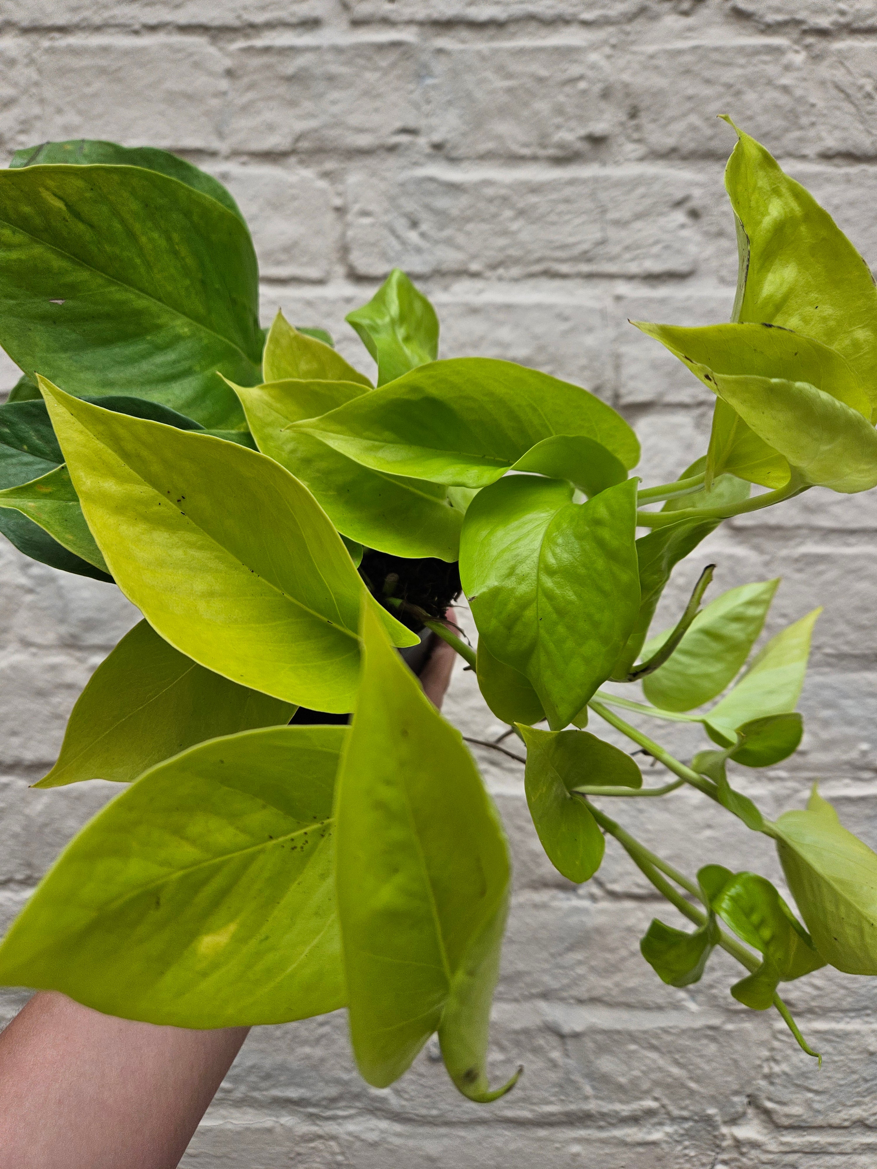 Epipremnum Aureum &