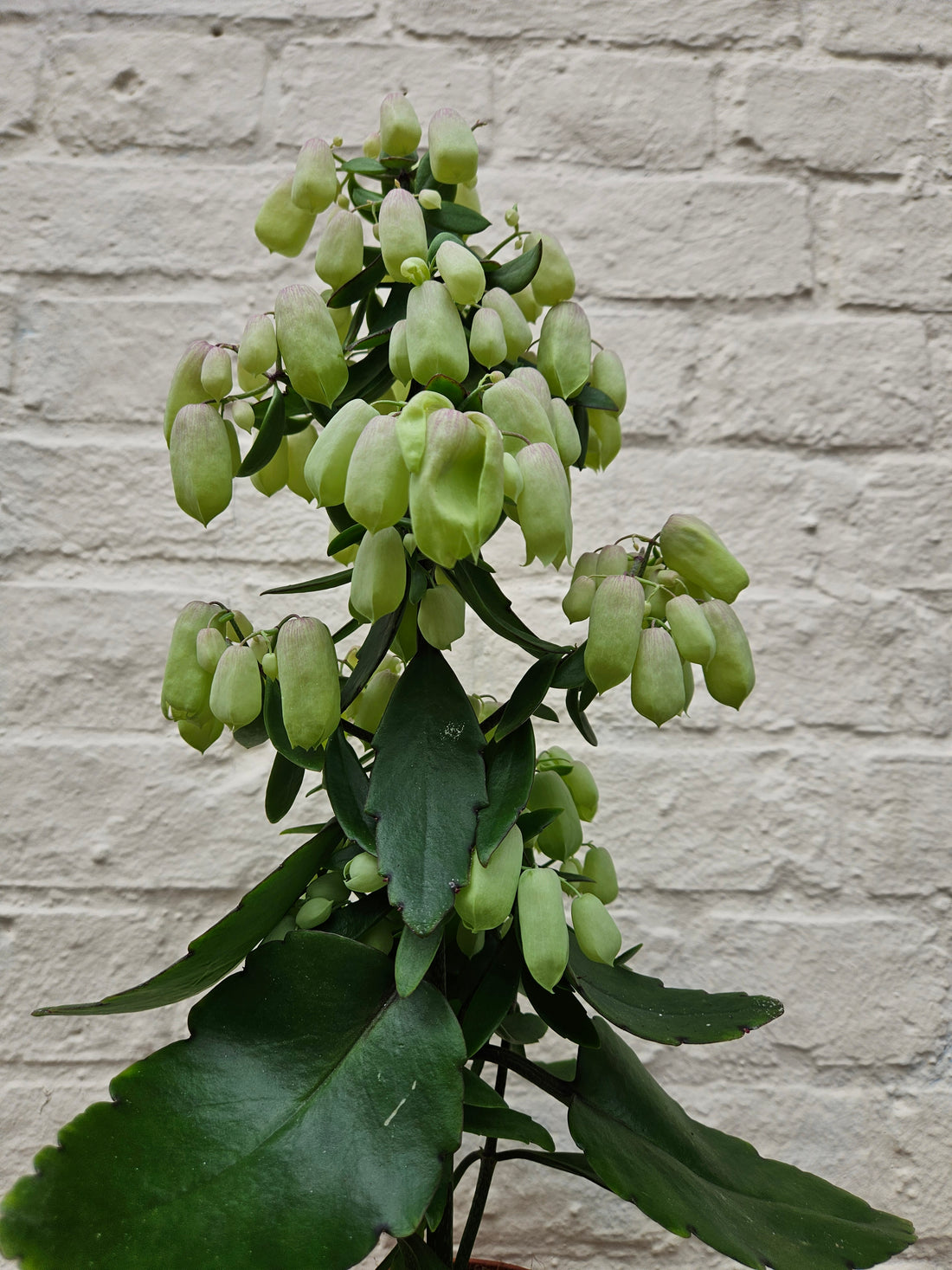 Kalanchoe &