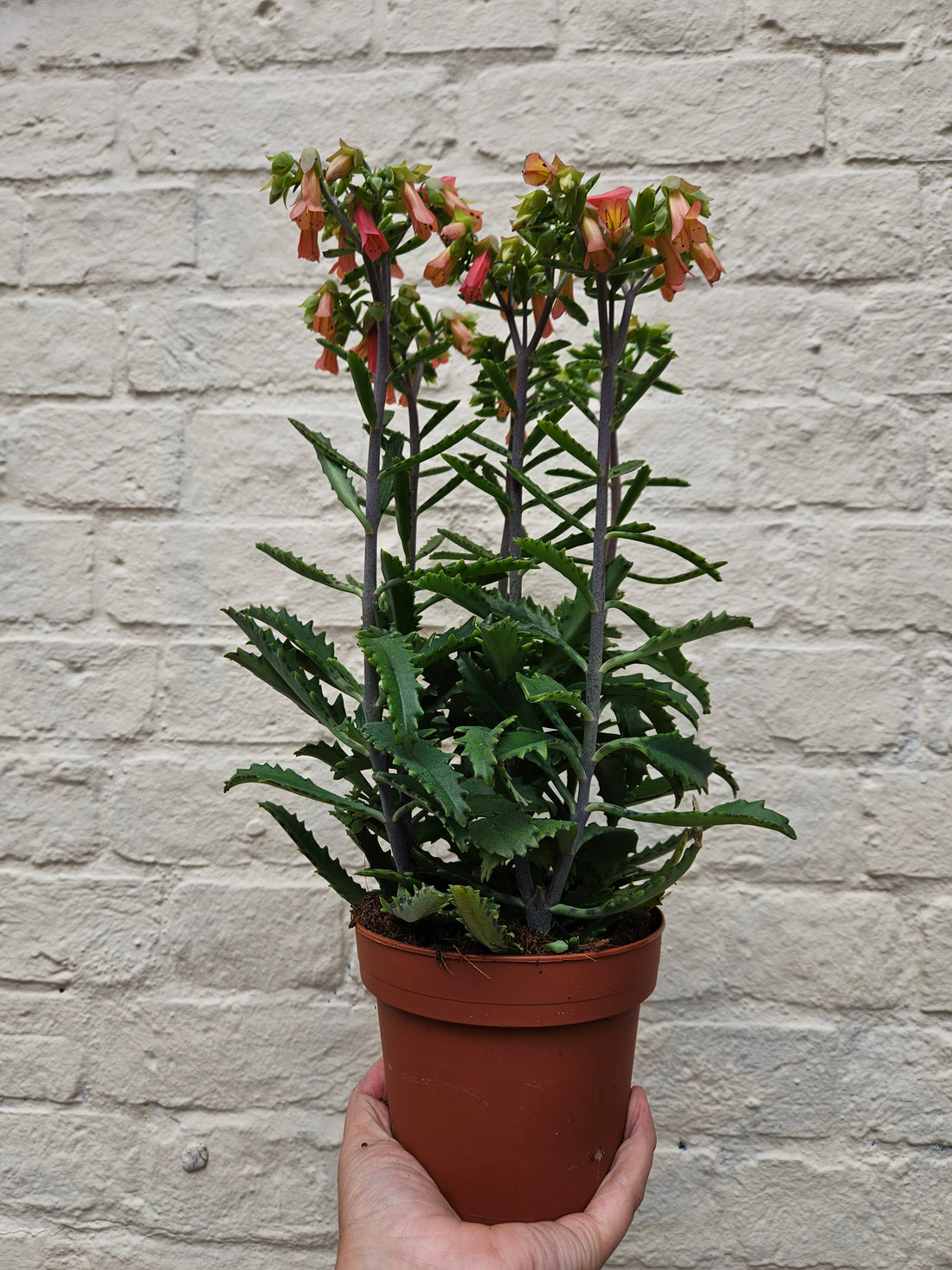 Kalanchoe blossfeldiana &