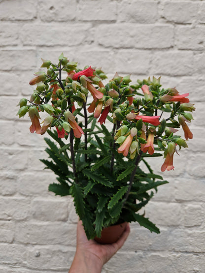 Kalanchoe blossfeldiana &