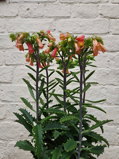 Kalanchoe blossfeldiana &