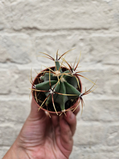 Cactus varieties (Mixed cacti varieties in 5.5cm pot)