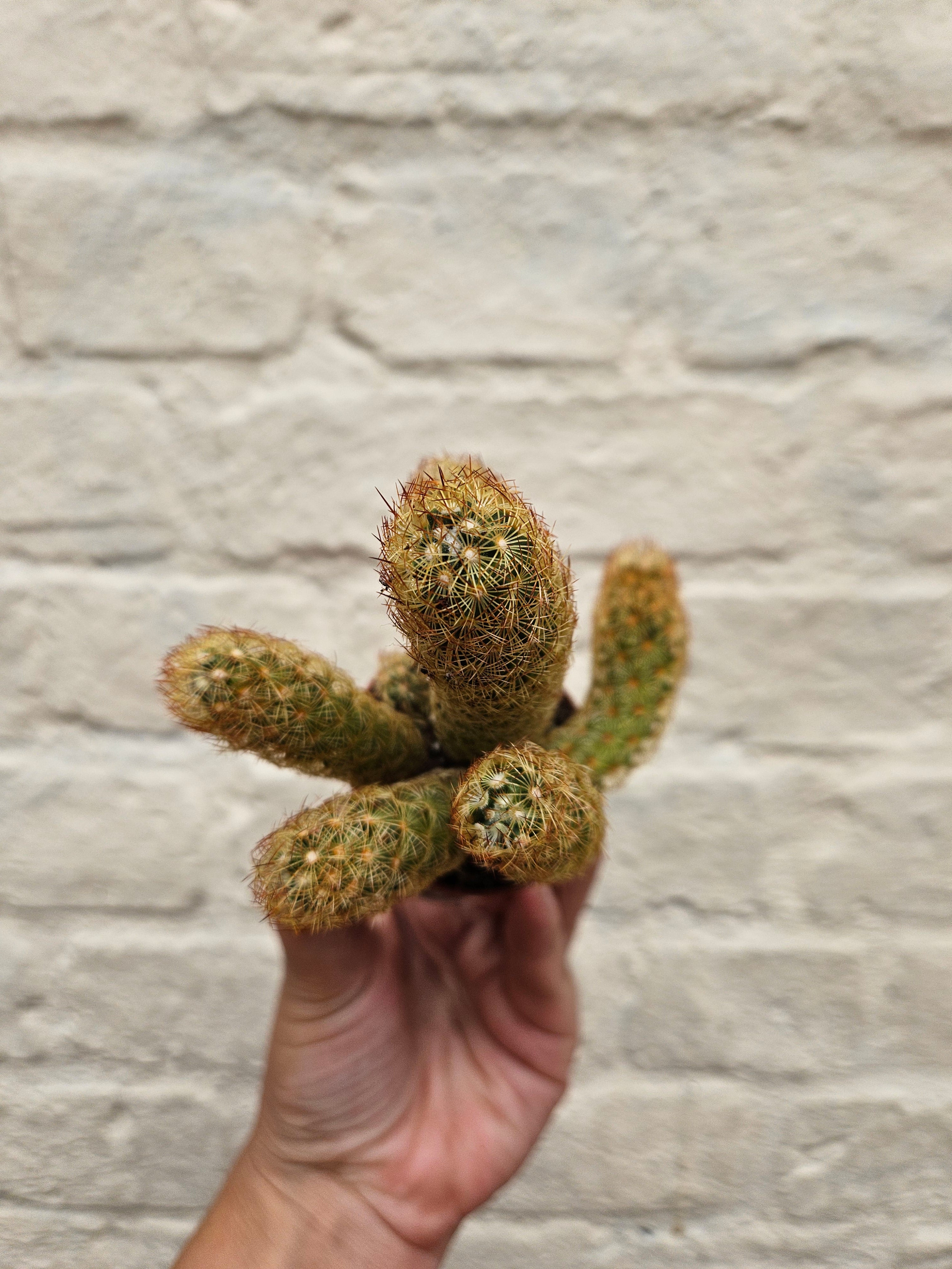 Cactus varieties (Mixed cacti varieties in 5.5cm pot)