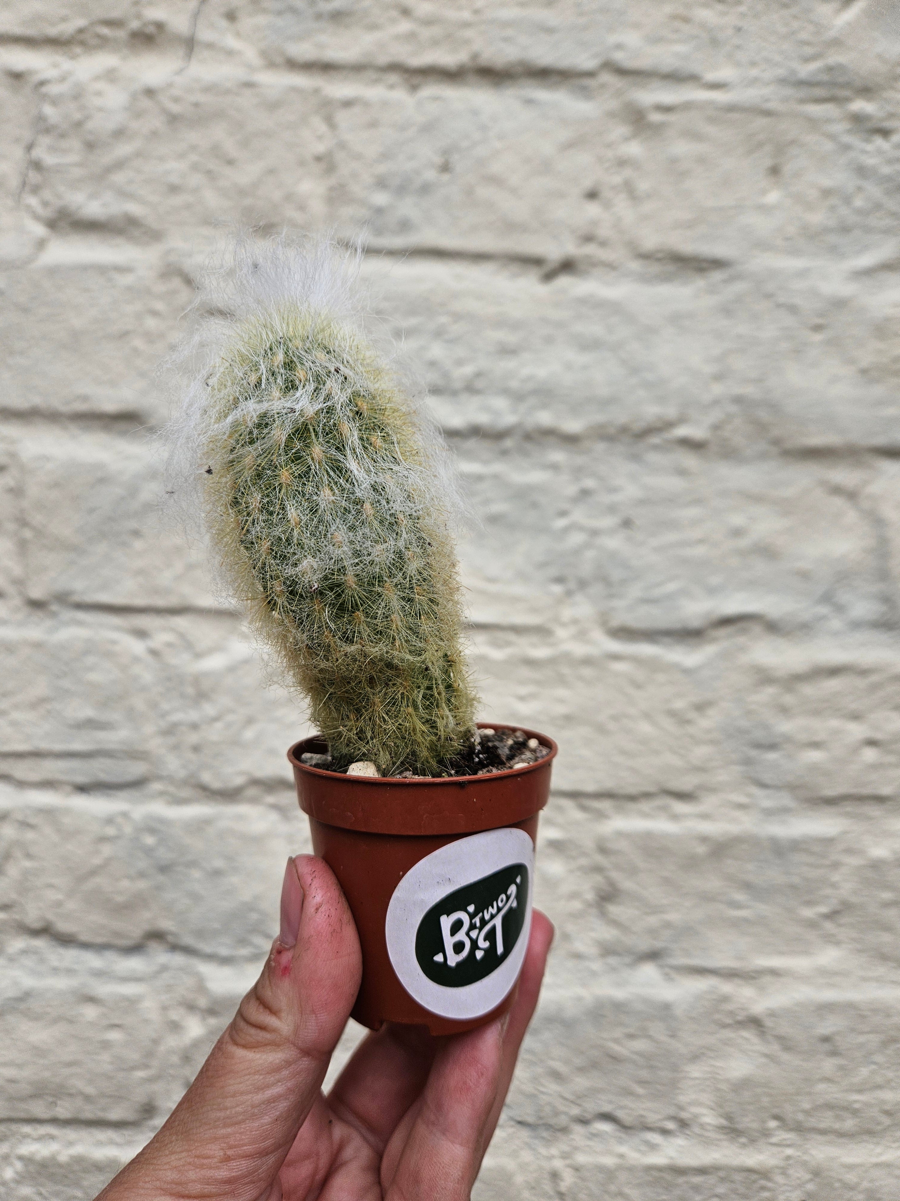 Cactus varieties (Mixed cacti varieties in 5.5cm pot)