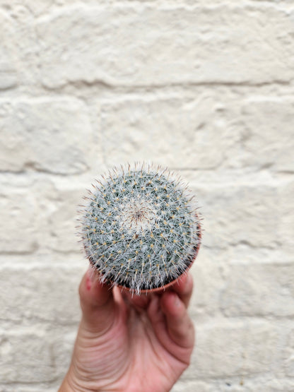 Cactus varieties (Mixed cacti varieties in 5.5cm pot)