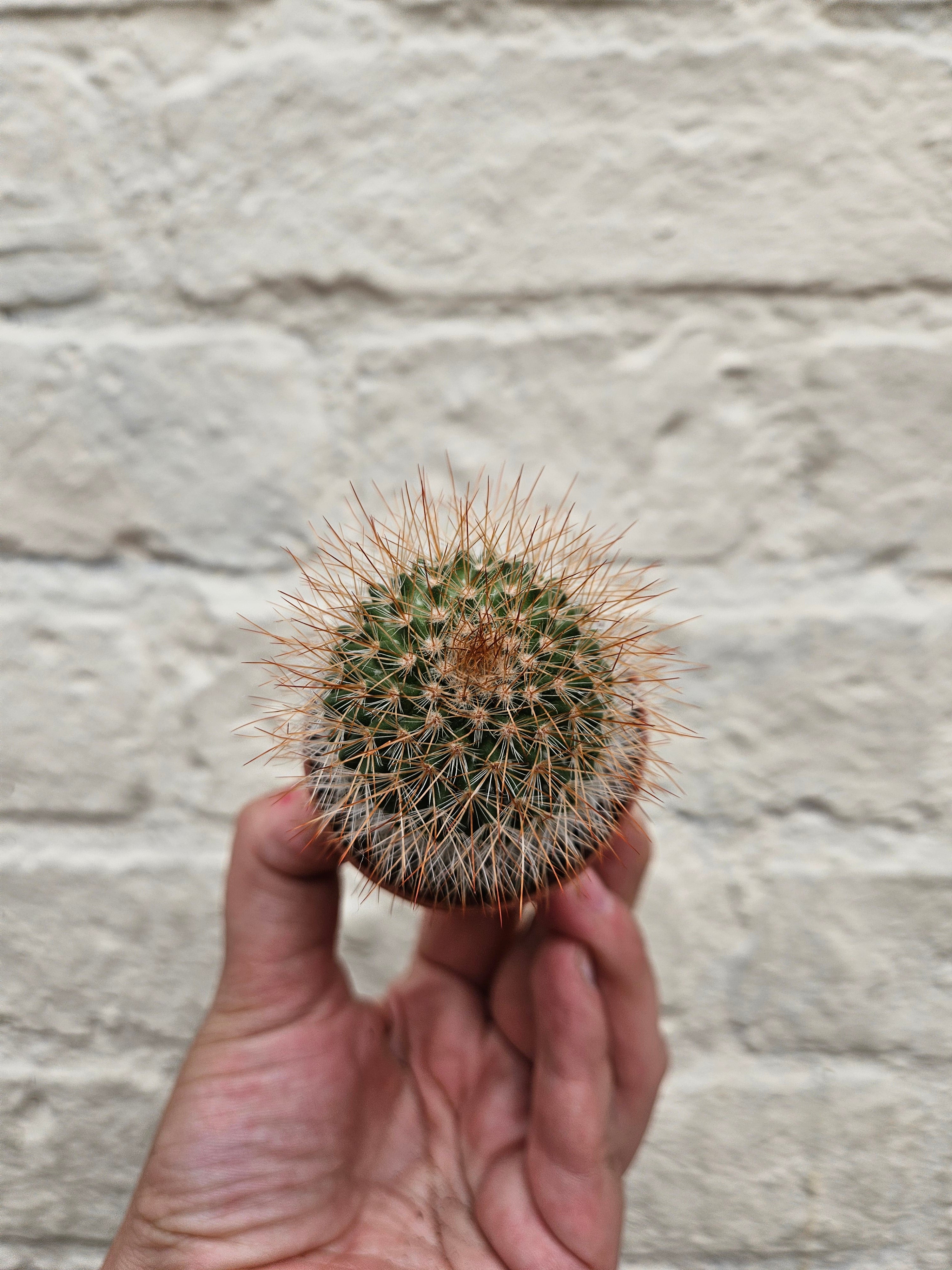 Cactus varieties (Mixed cacti varieties in 5.5cm pot)