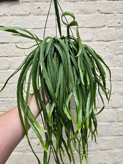 Lepismium cruciforme (Jungle cactus) in hanging pot