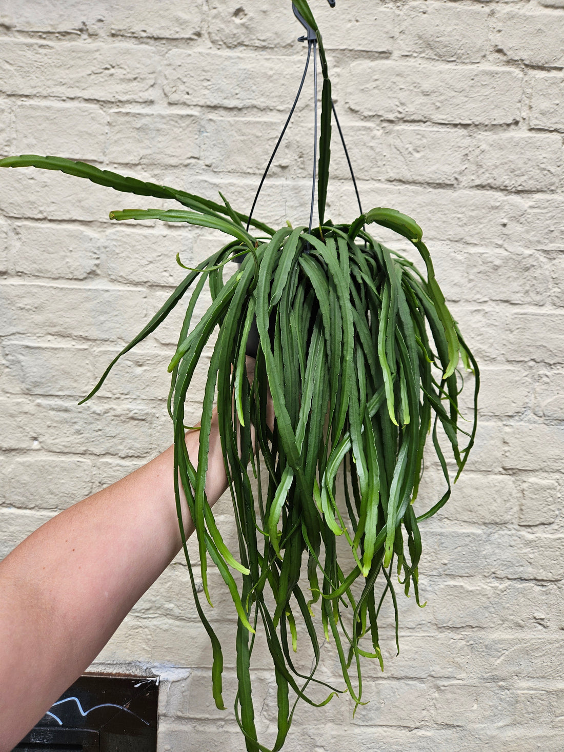 Lepismium cruciforme (Jungle cactus) in hanging pot