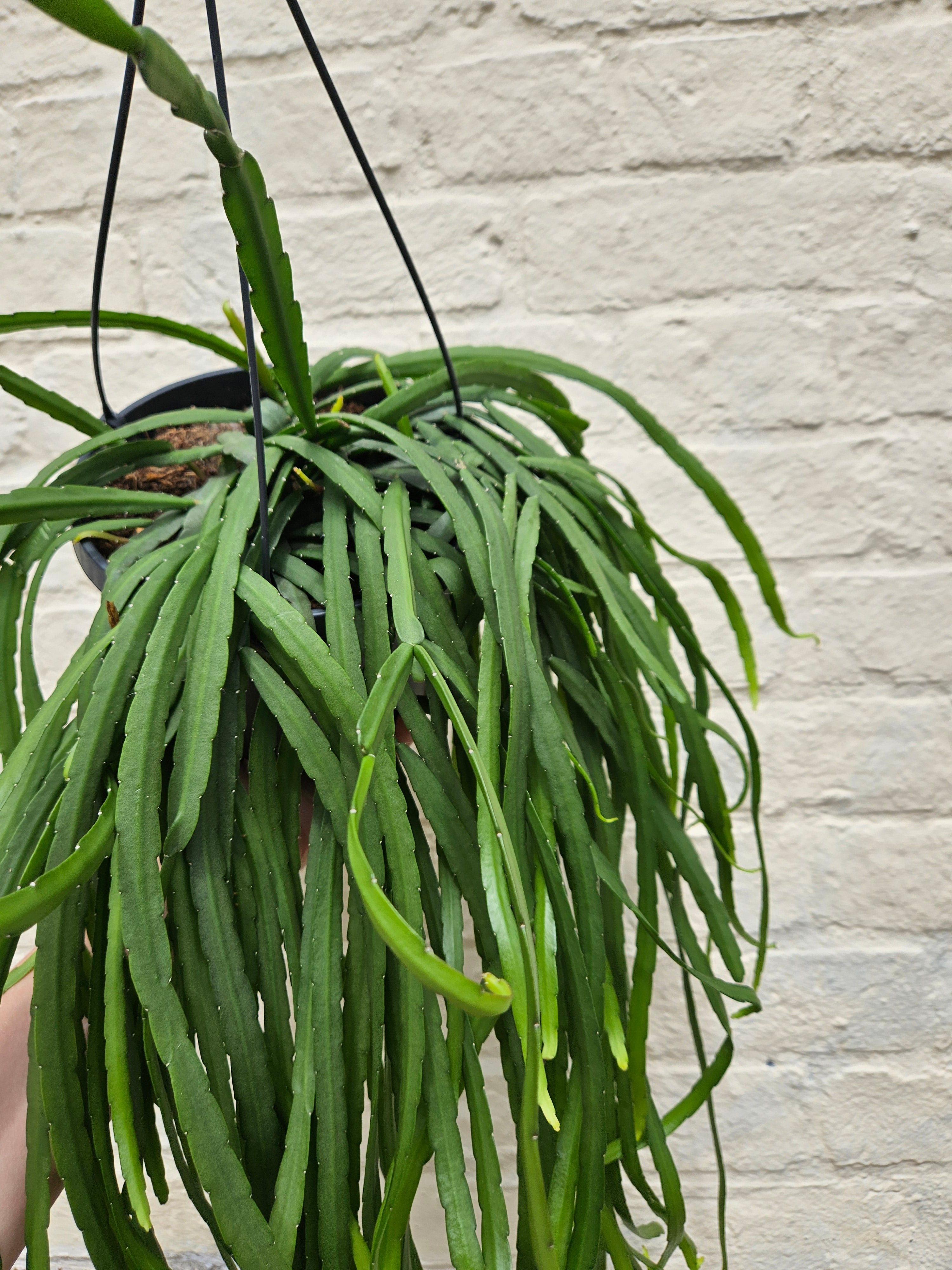 Lepismium cruciforme (Jungle cactus) in hanging pot