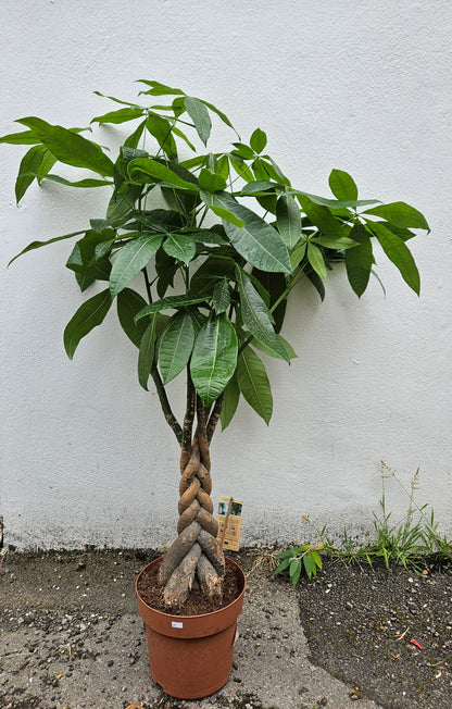 Pachira aquatica (Guiana Chestnut/ Money Tree)