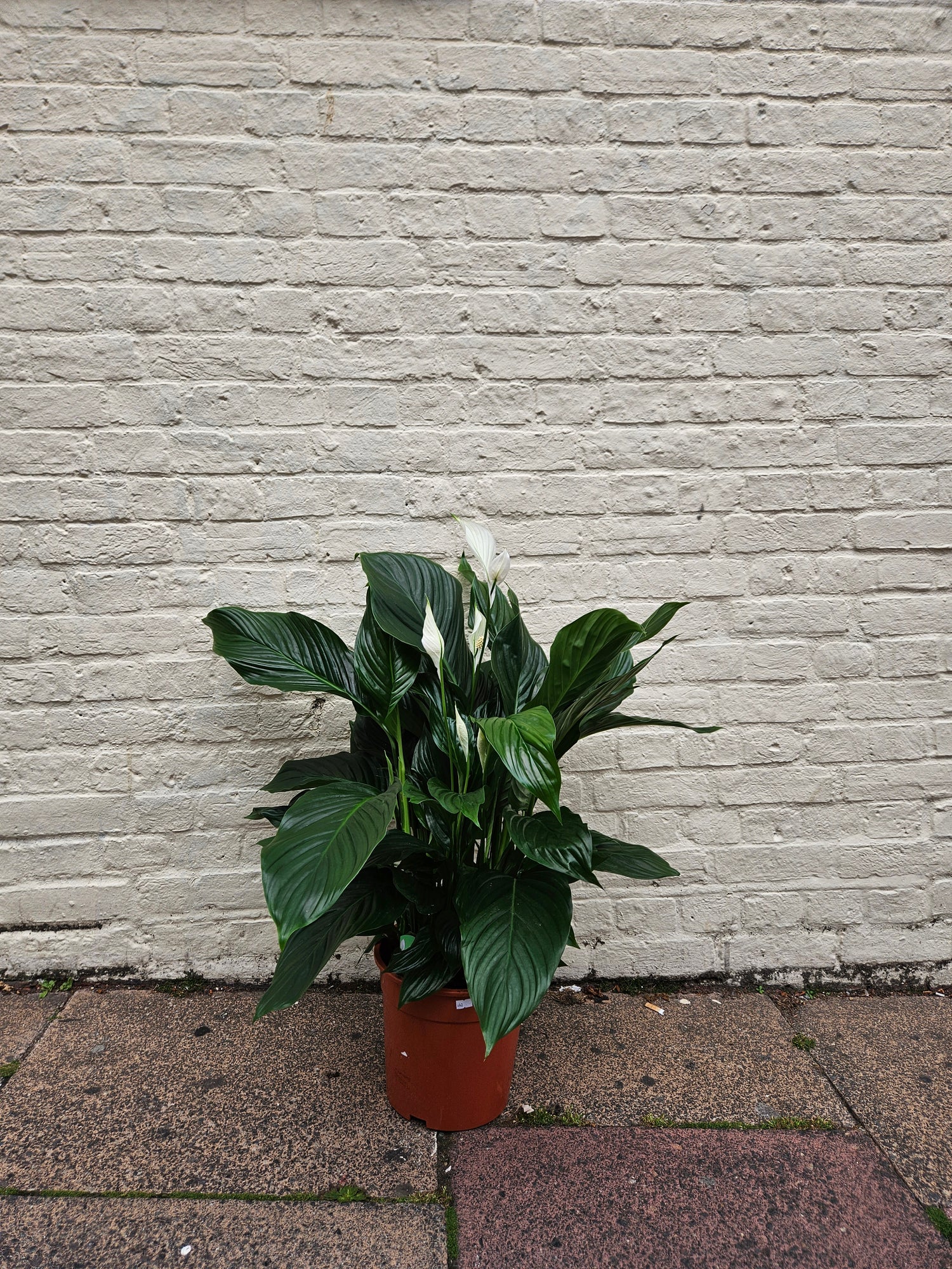 Spathiphyllum &