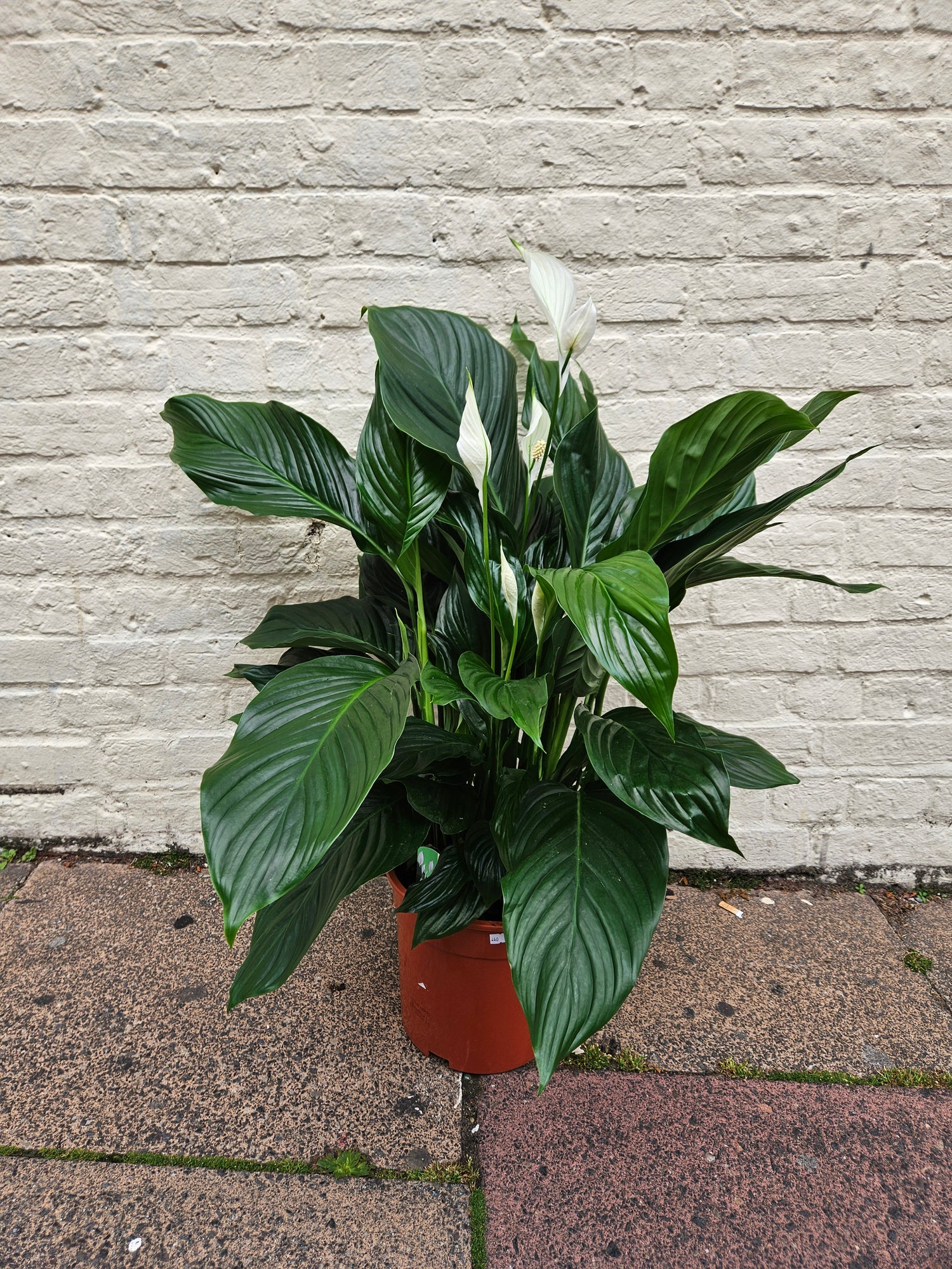 Spathiphyllum &