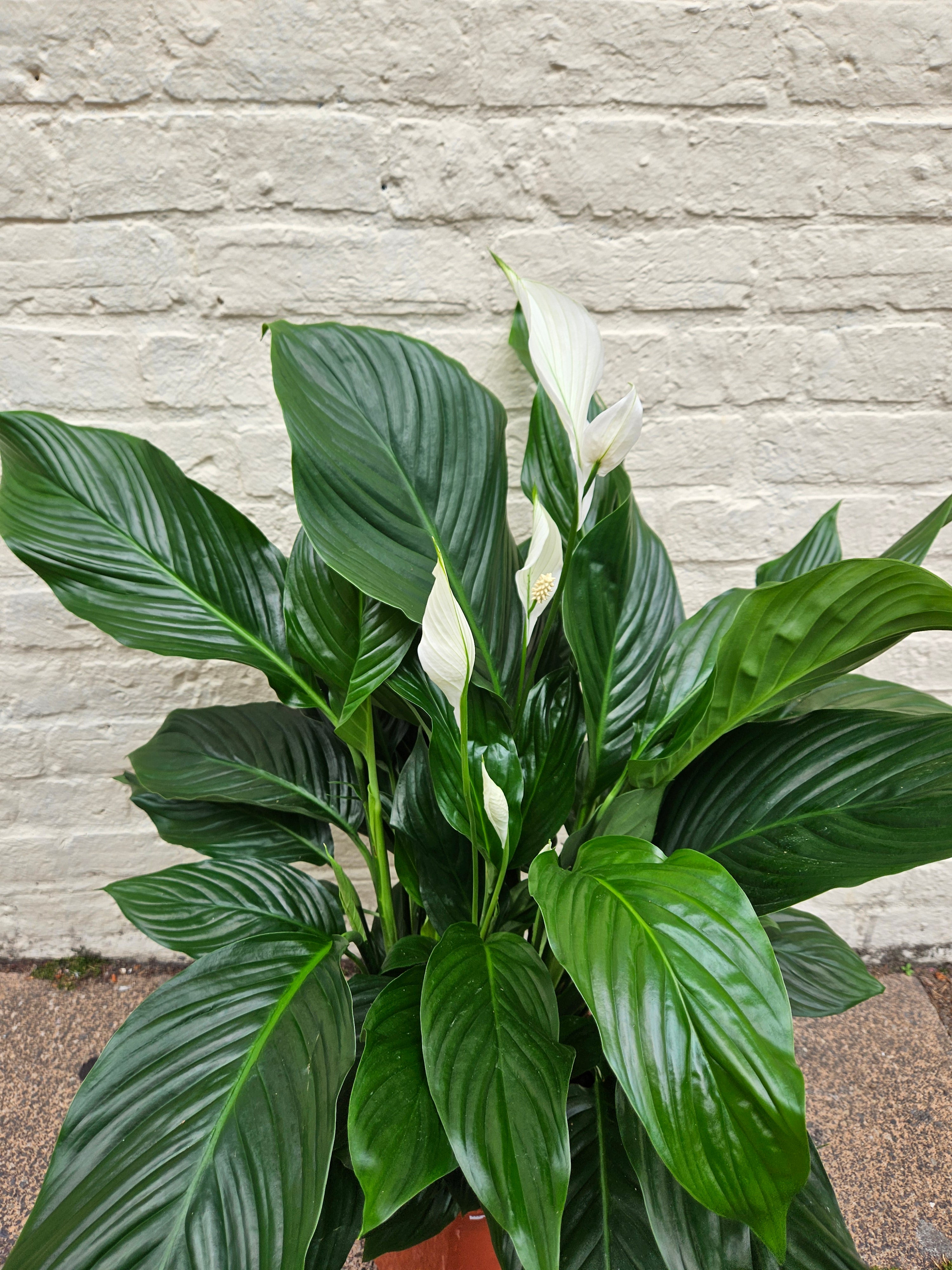 Spathiphyllum &