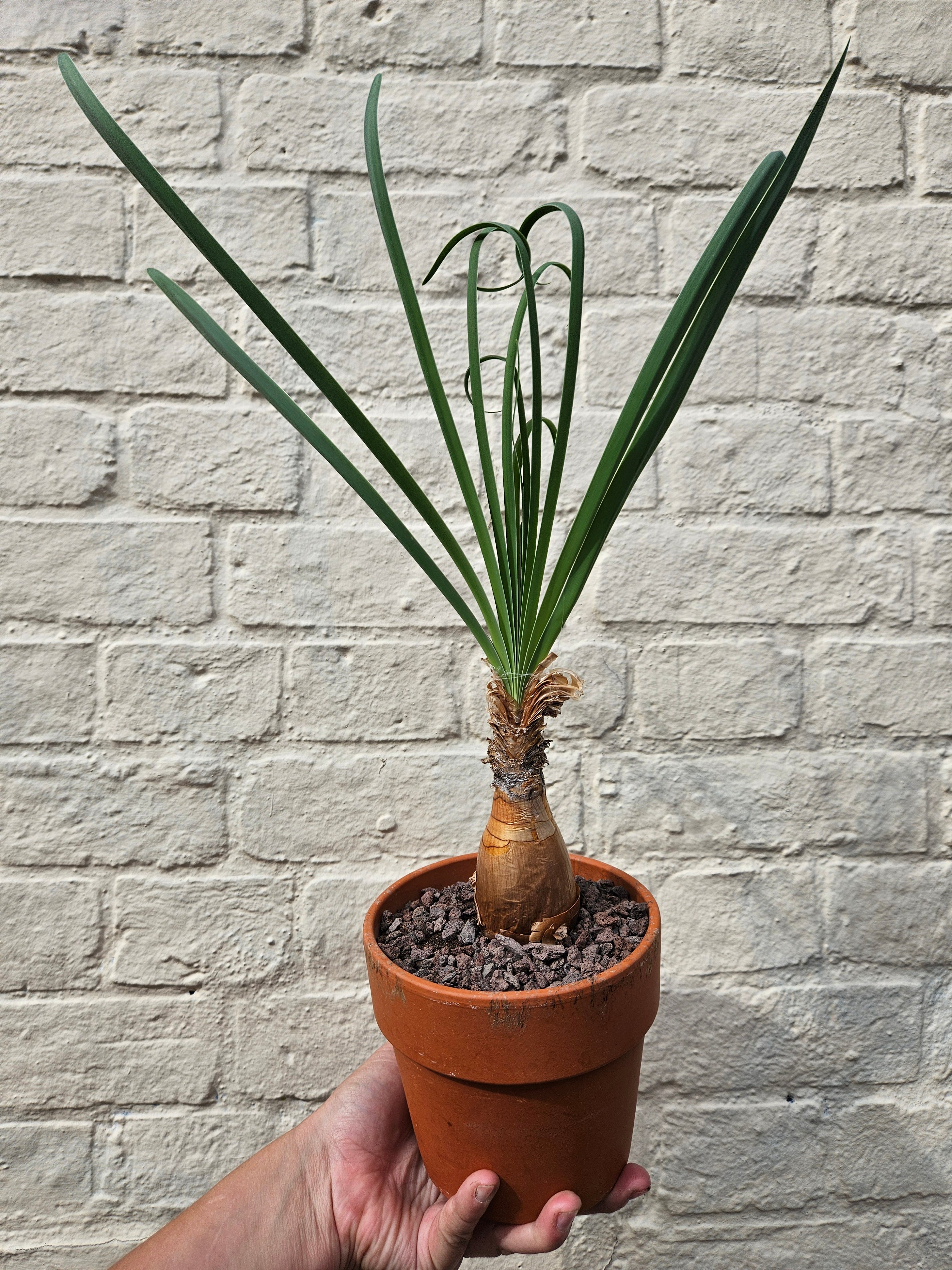 Boophane Disticha in terracotta pot - Rare plant