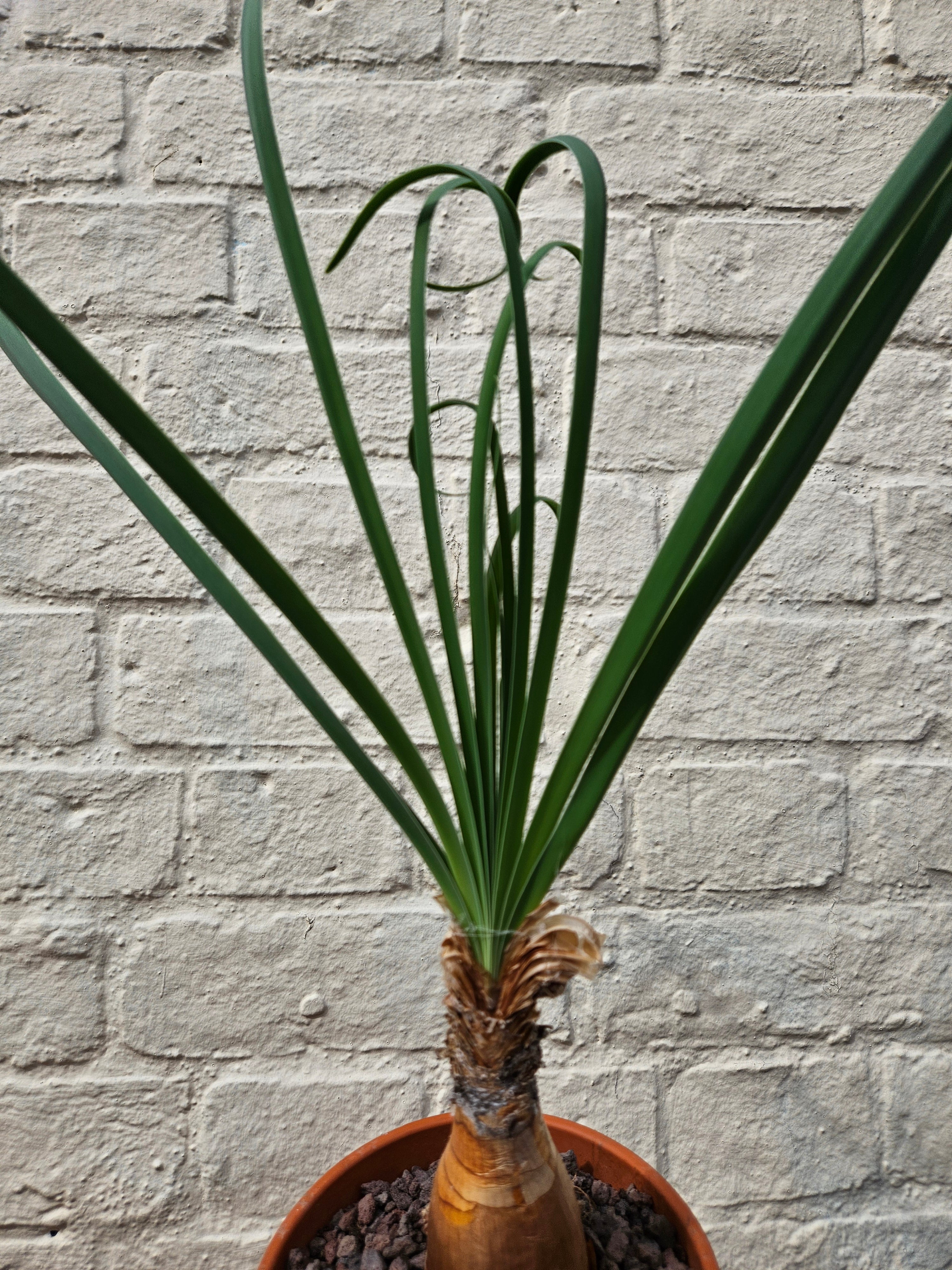 Boophane Disticha in terracotta pot - Rare plant