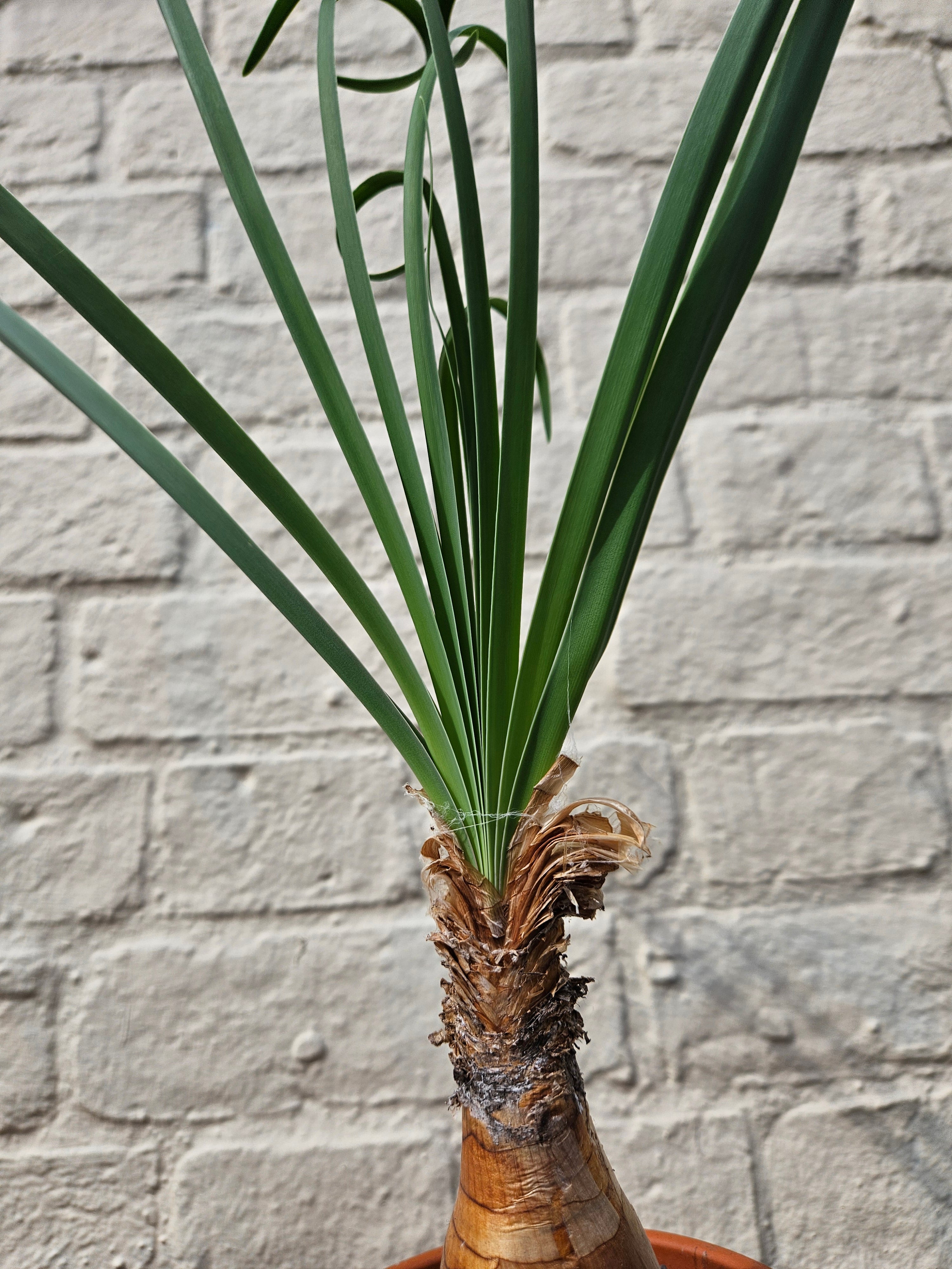 Boophane Disticha in terracotta pot - Rare plant