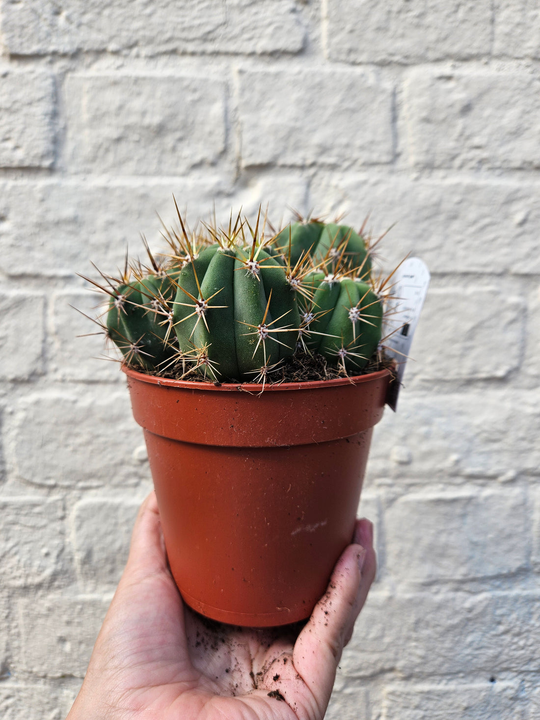 Cactus varieties (Mixed cacti varieties in 12cm pot)