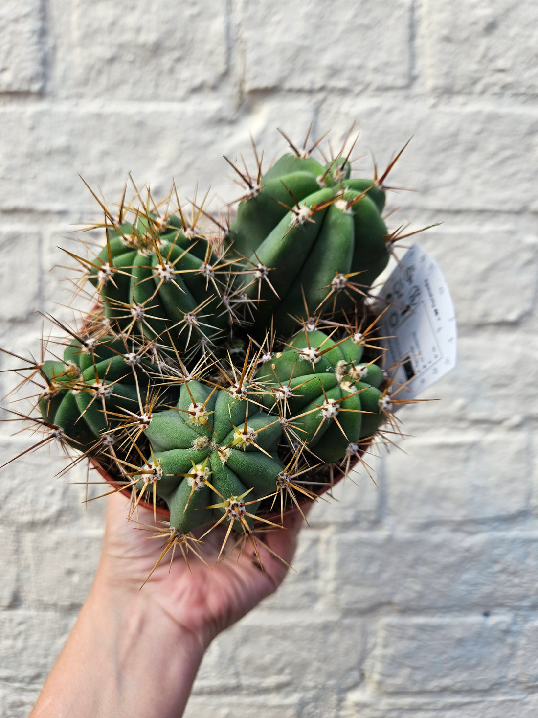 Cactus varieties (Mixed cacti varieties in 12cm pot)