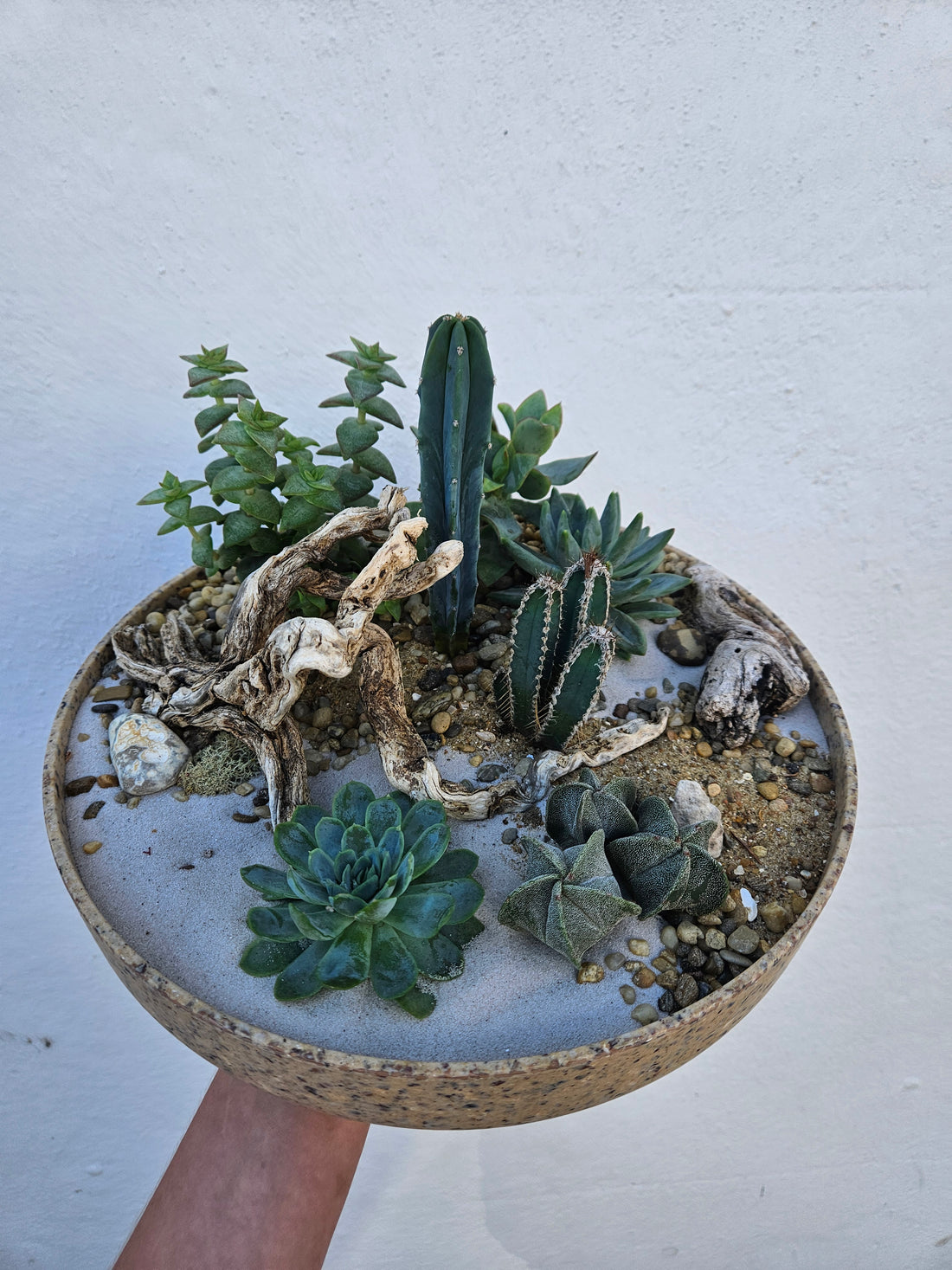 Large round Husk Disk Open Terrarium