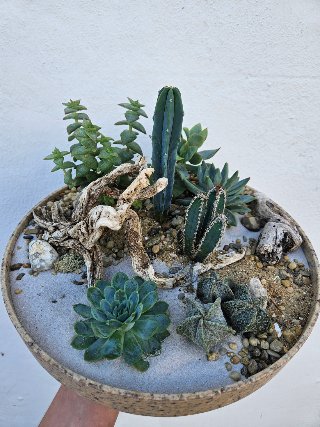 Large round Husk Disk Open Terrarium