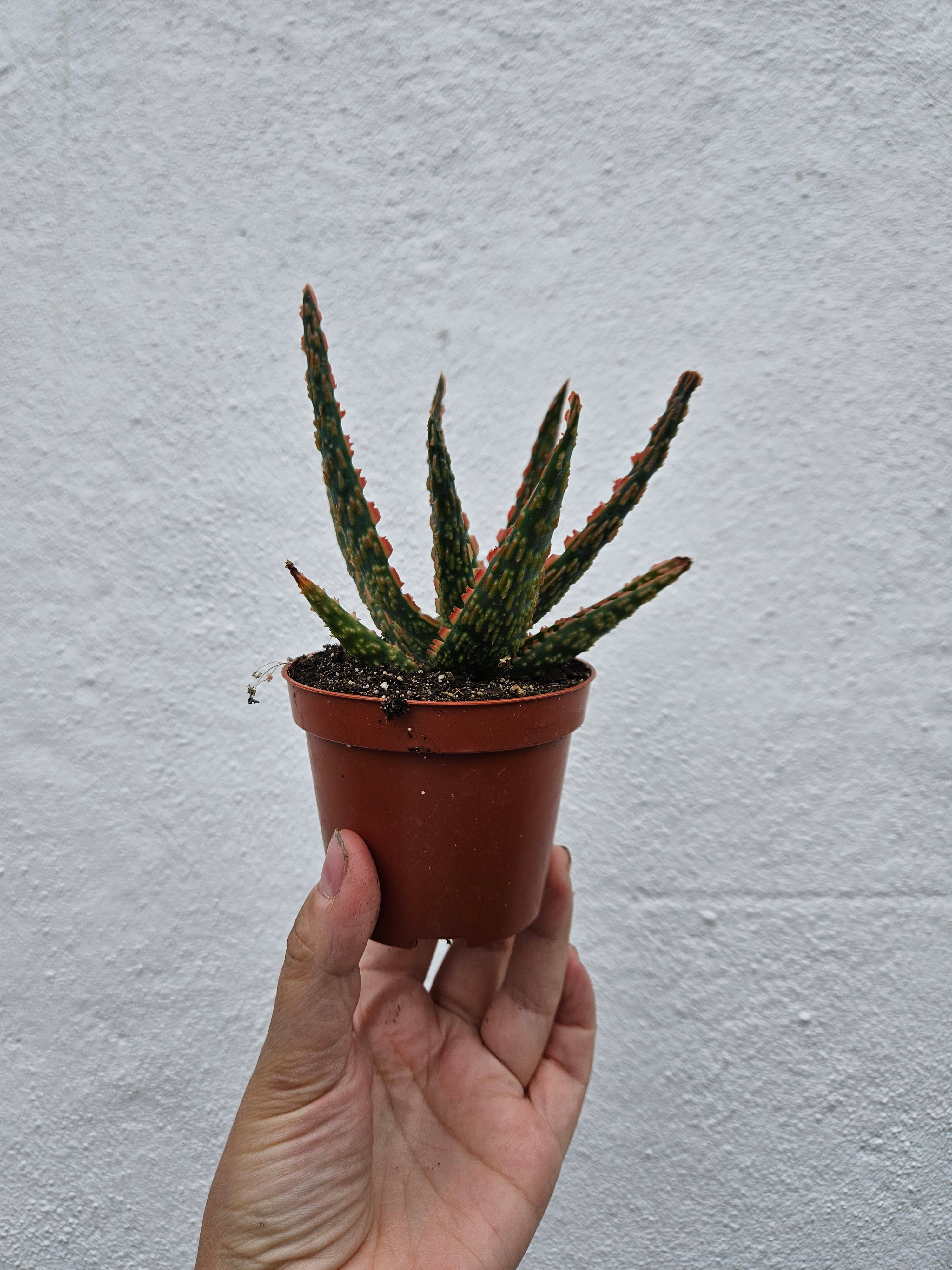 Aloe zebrina &