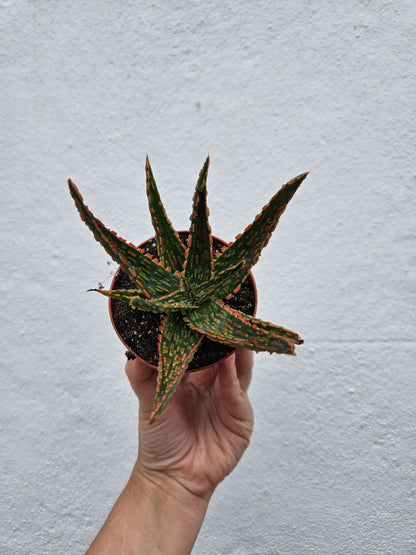 Aloe zebrina &