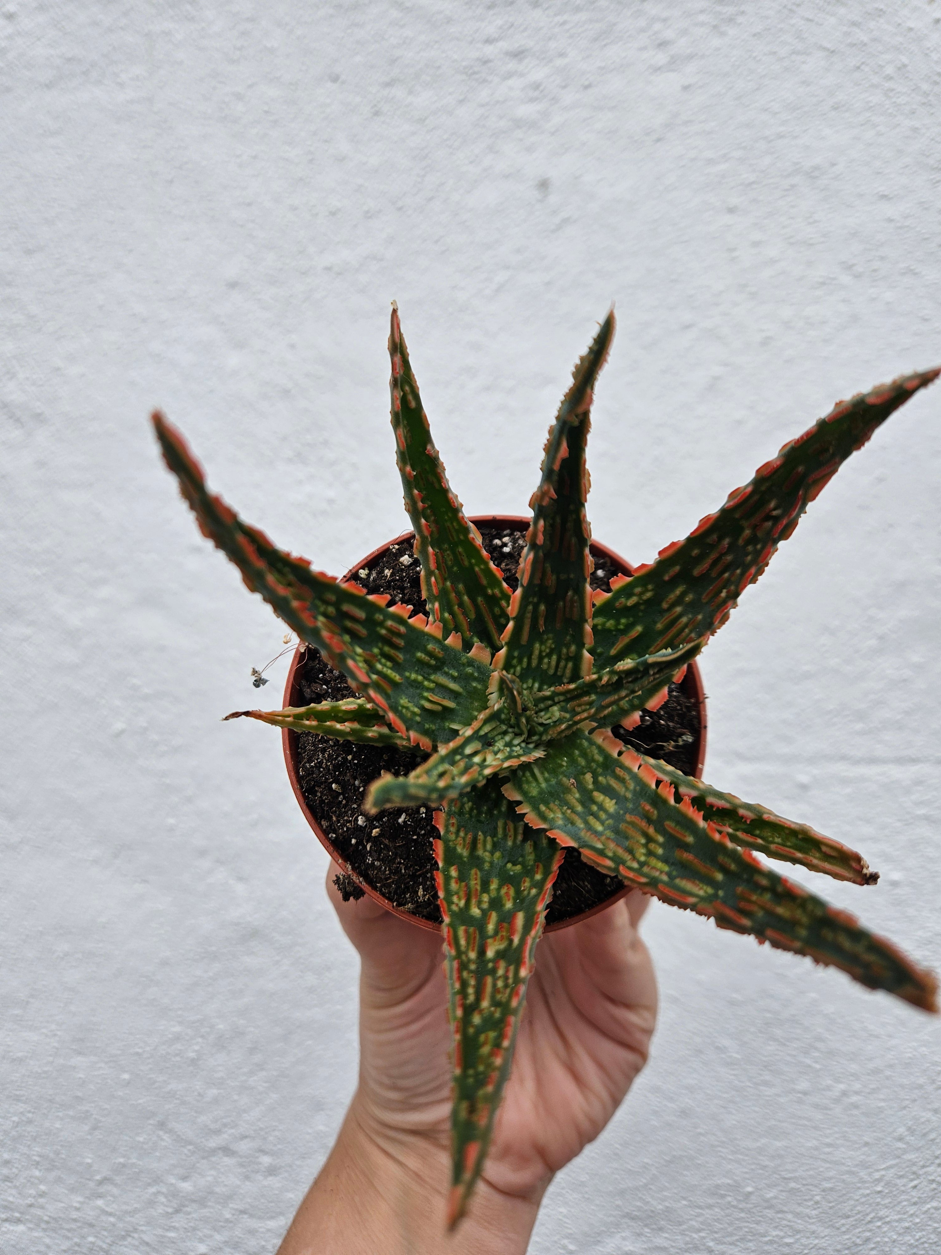 Aloe zebrina &