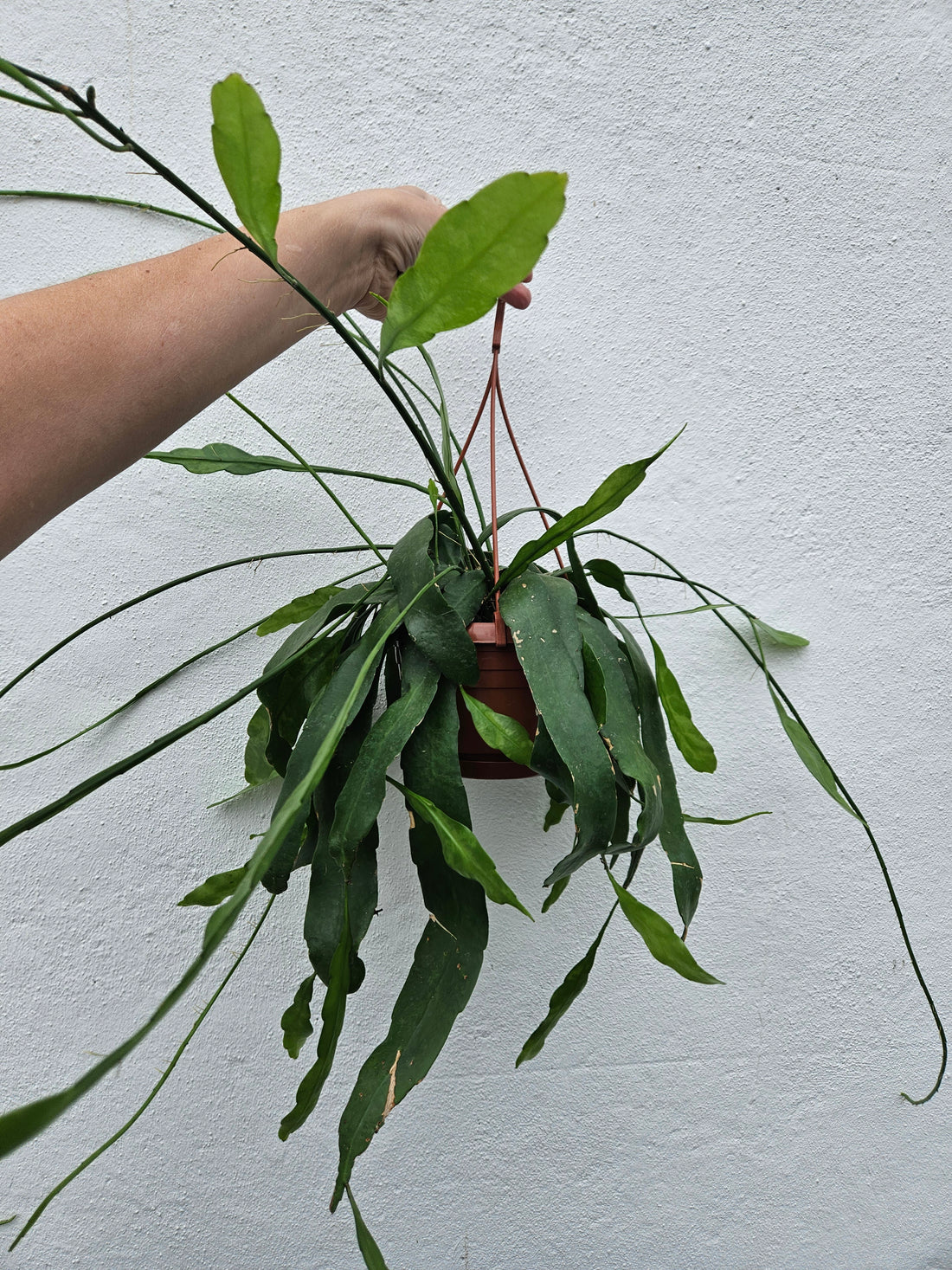 Epiphyllum pumilum (Orchid cactus) in hanging pot