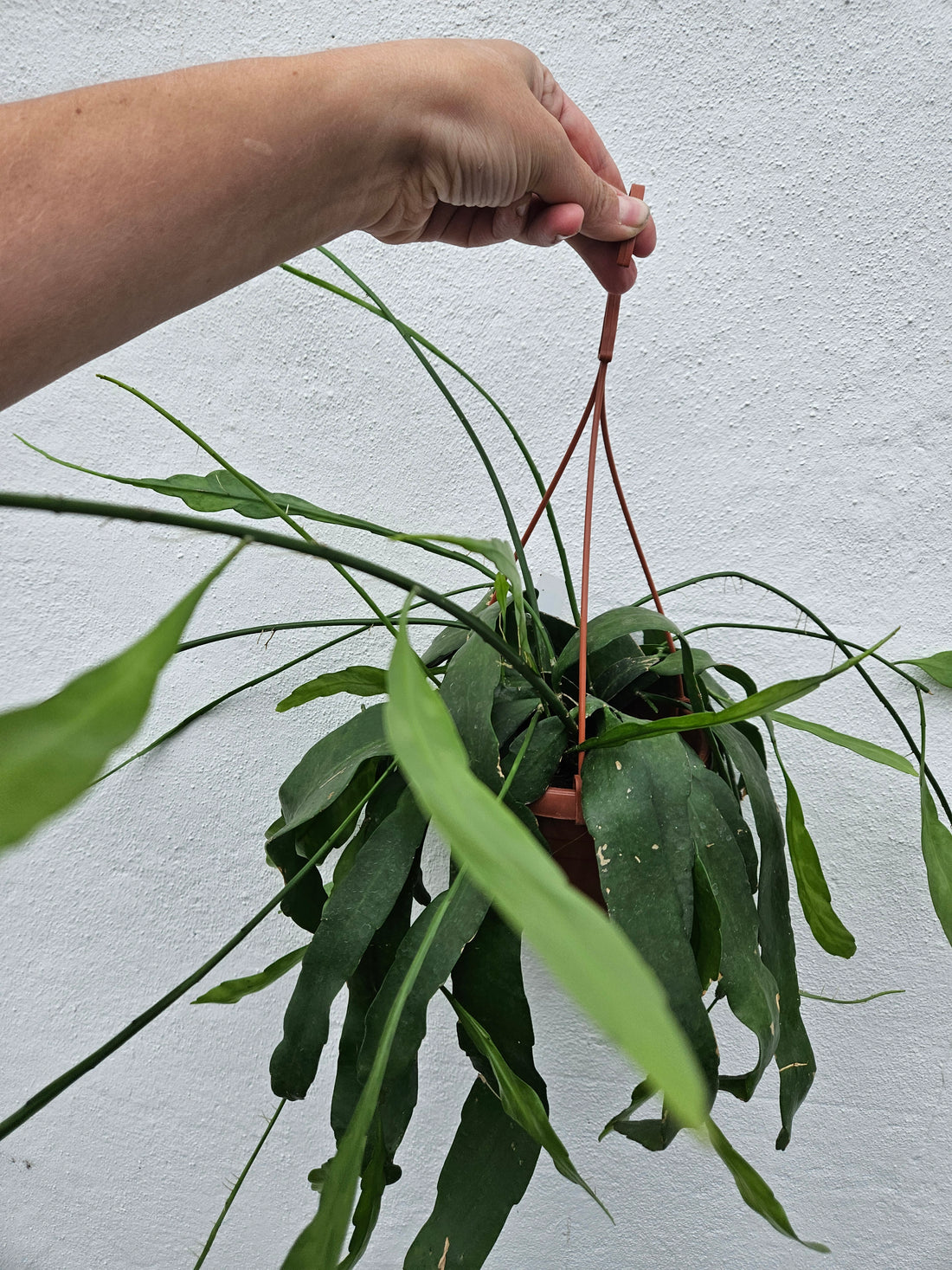 Epiphyllum pumilum (Orchid cactus) in hanging pot