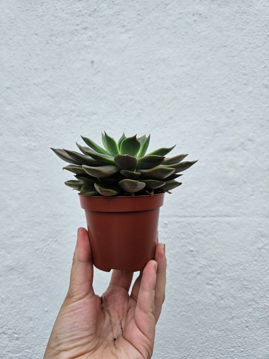 Echeveria pulidonis &