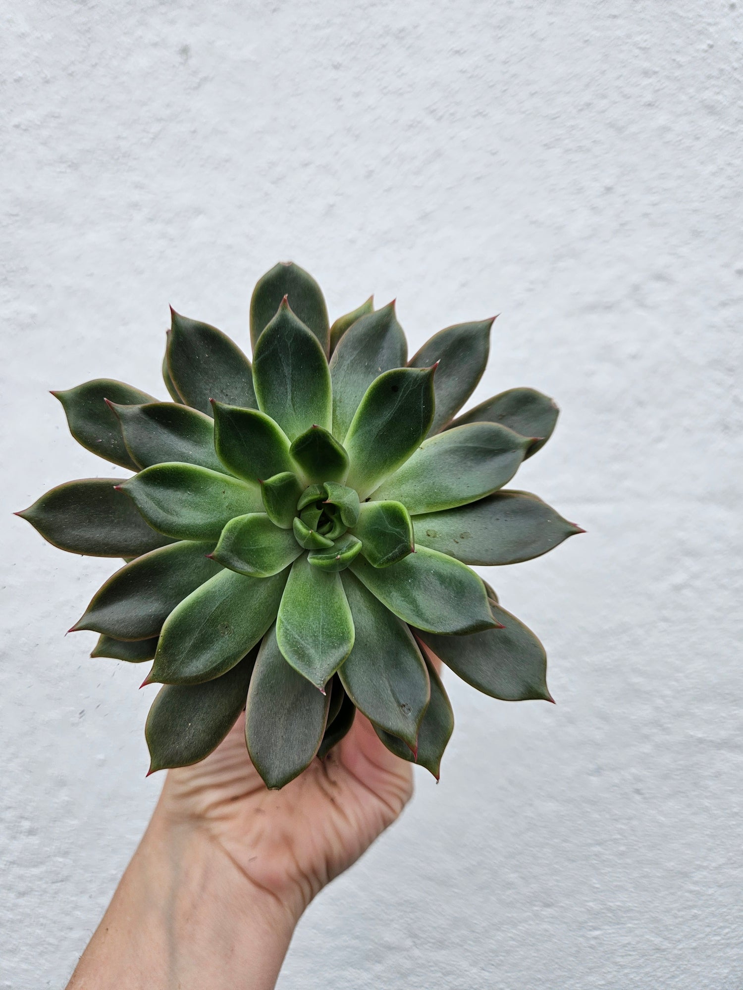 Echeveria pulidonis &