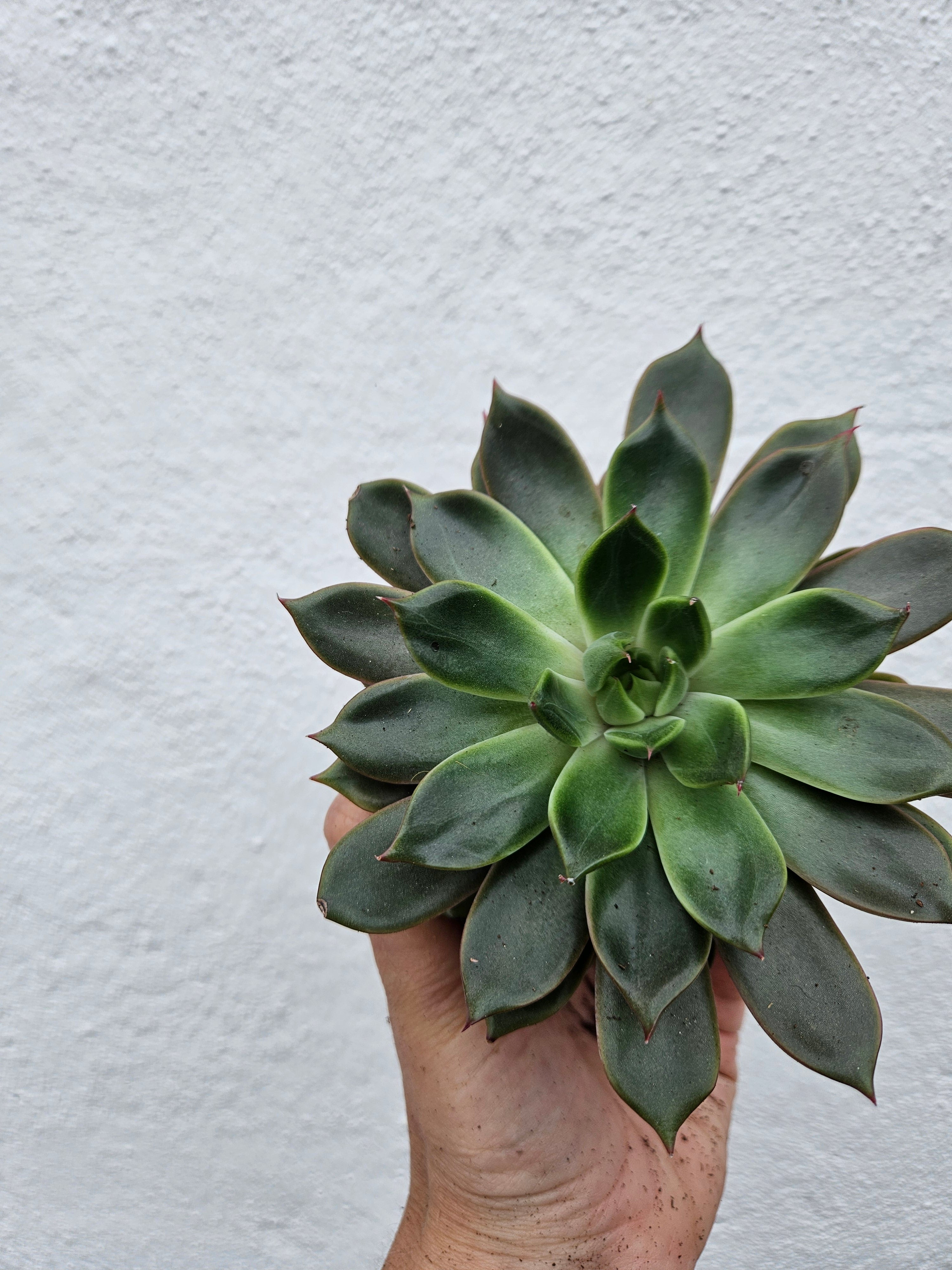 Echeveria pulidonis &