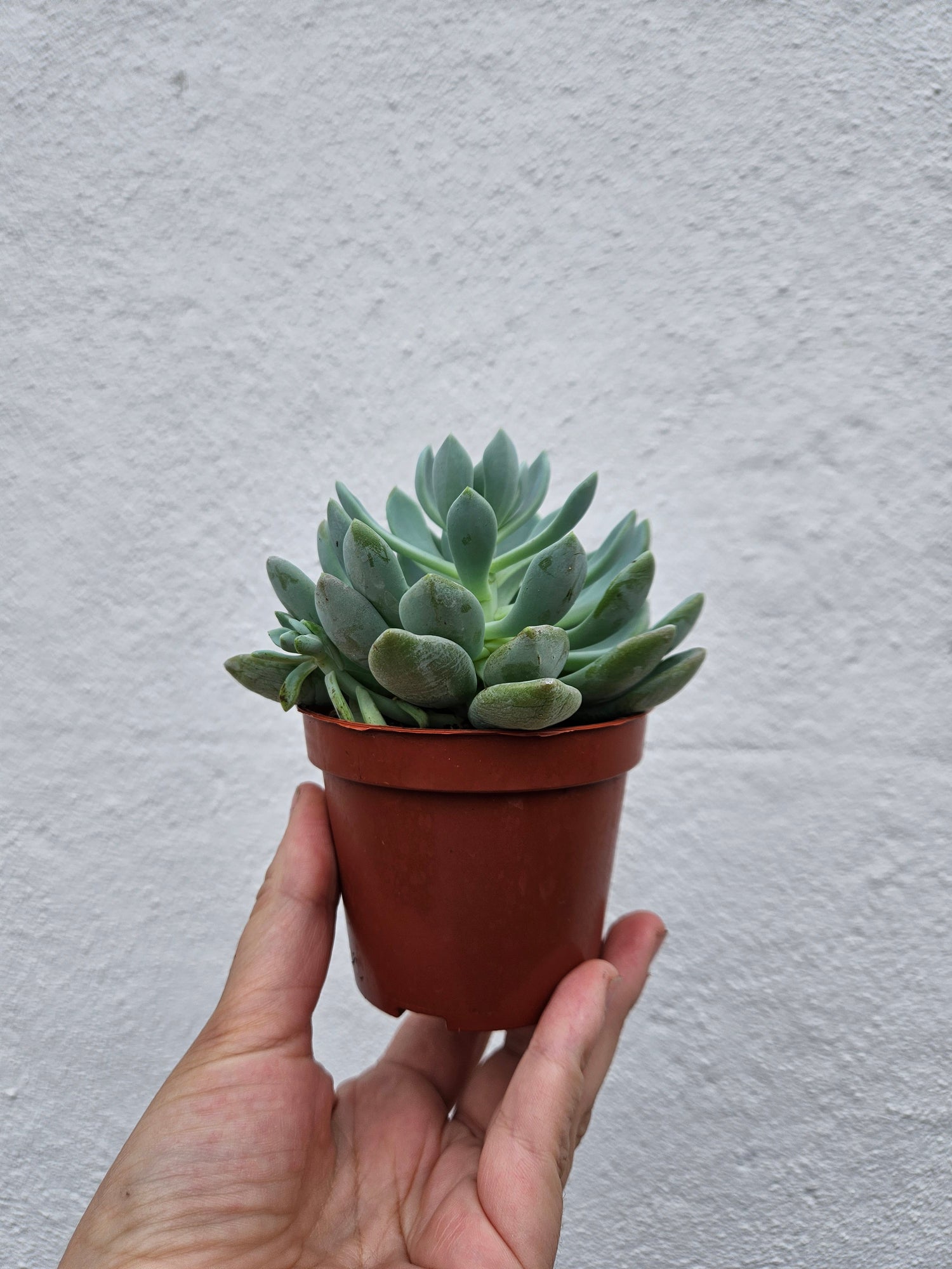 Echeveria elegans (Succulent)