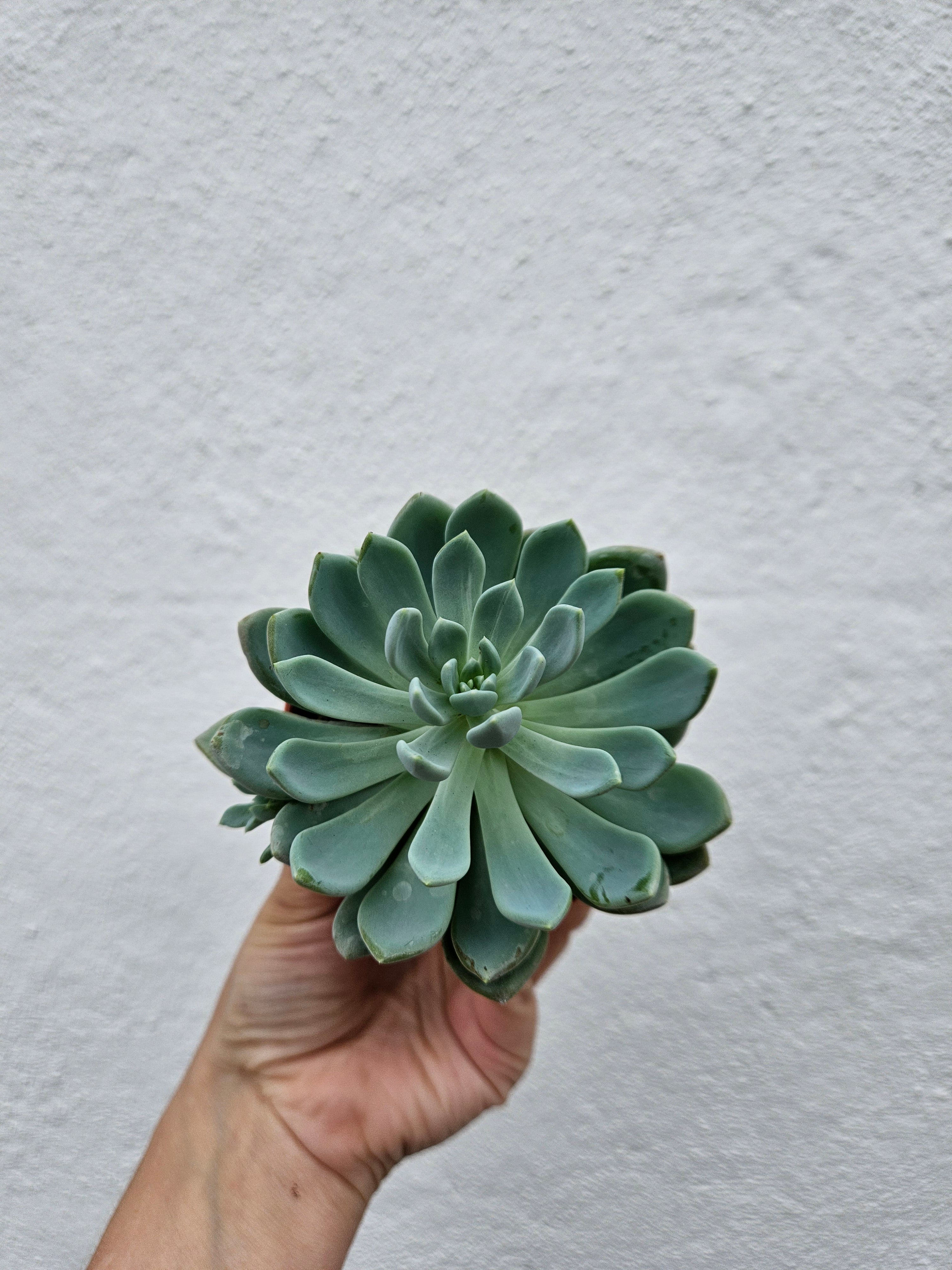 Echeveria elegans (Succulent)