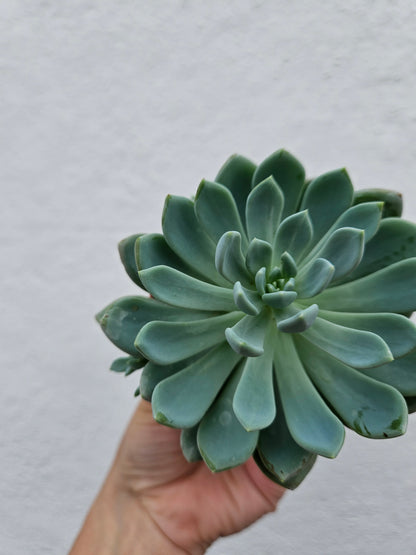 Echeveria elegans (Succulent)