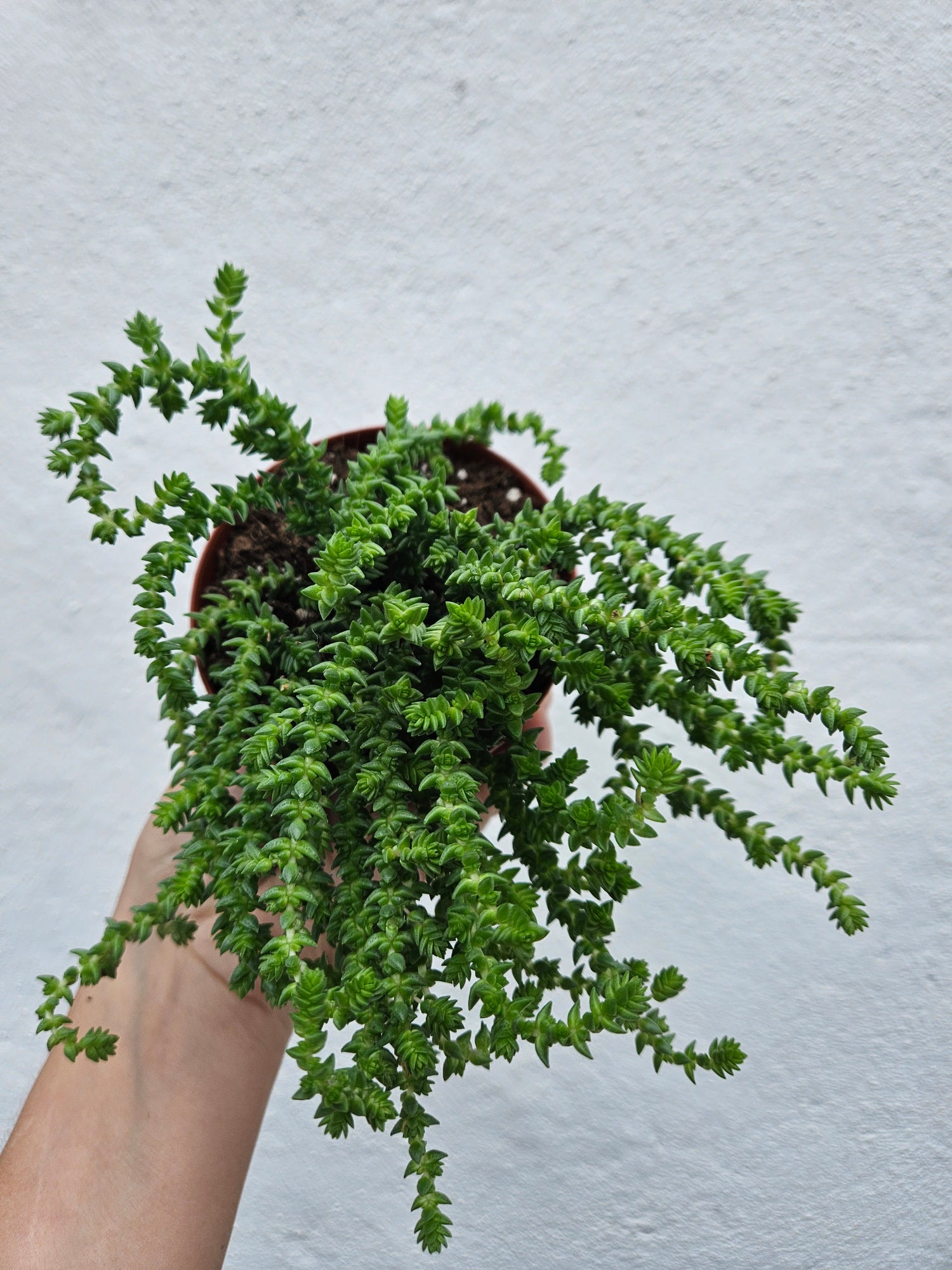 Crassula muscosa syn. Crassula lycopodioides (Watchchain plant)