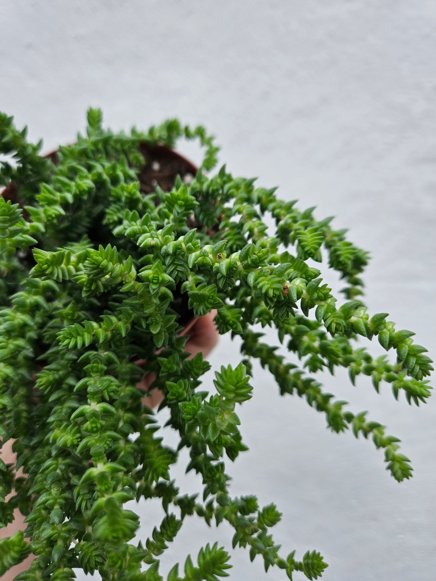 Crassula muscosa syn. Crassula lycopodioides (Watchchain plant)