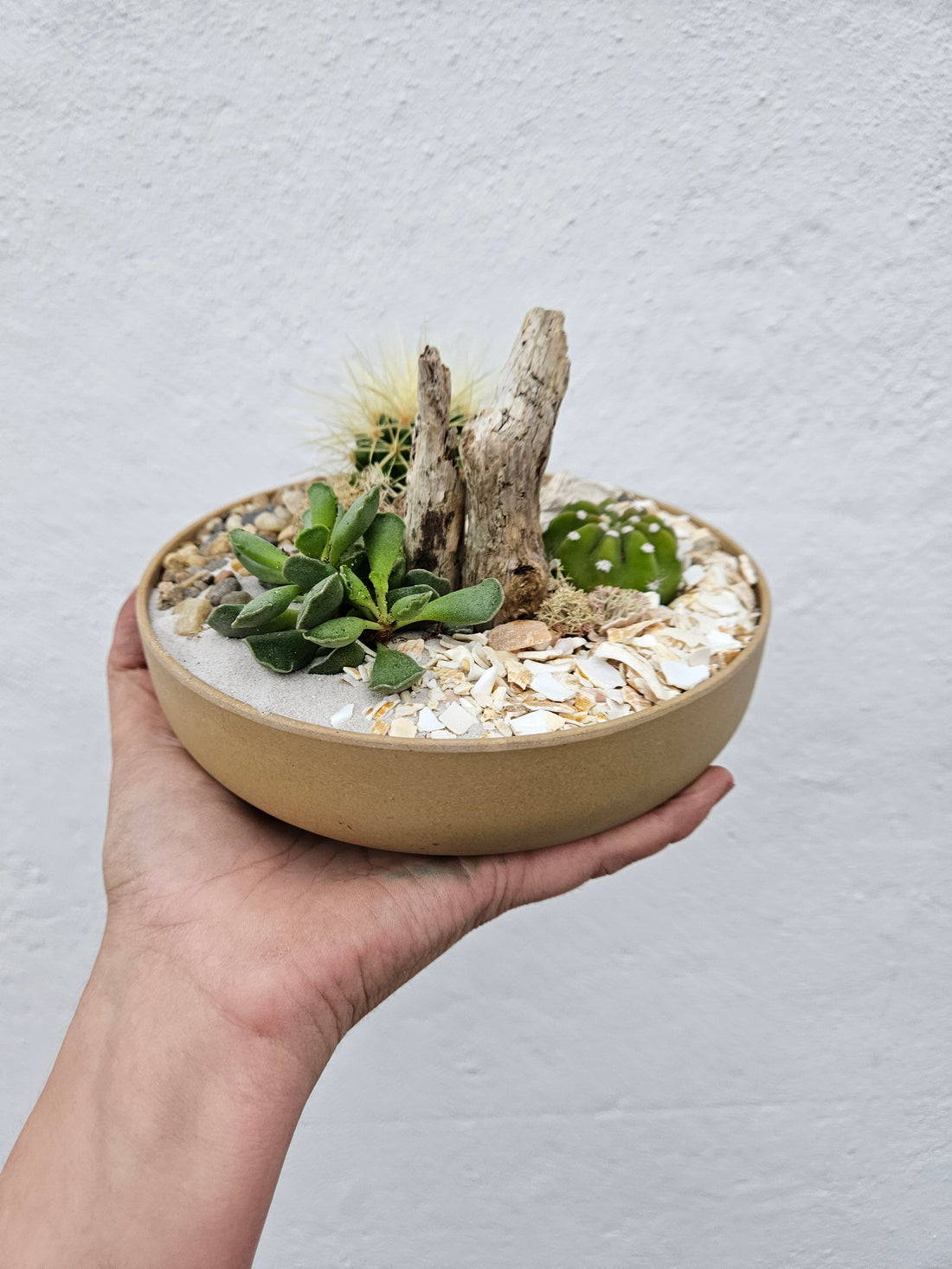 Small round Husk Disk Open Terrarium