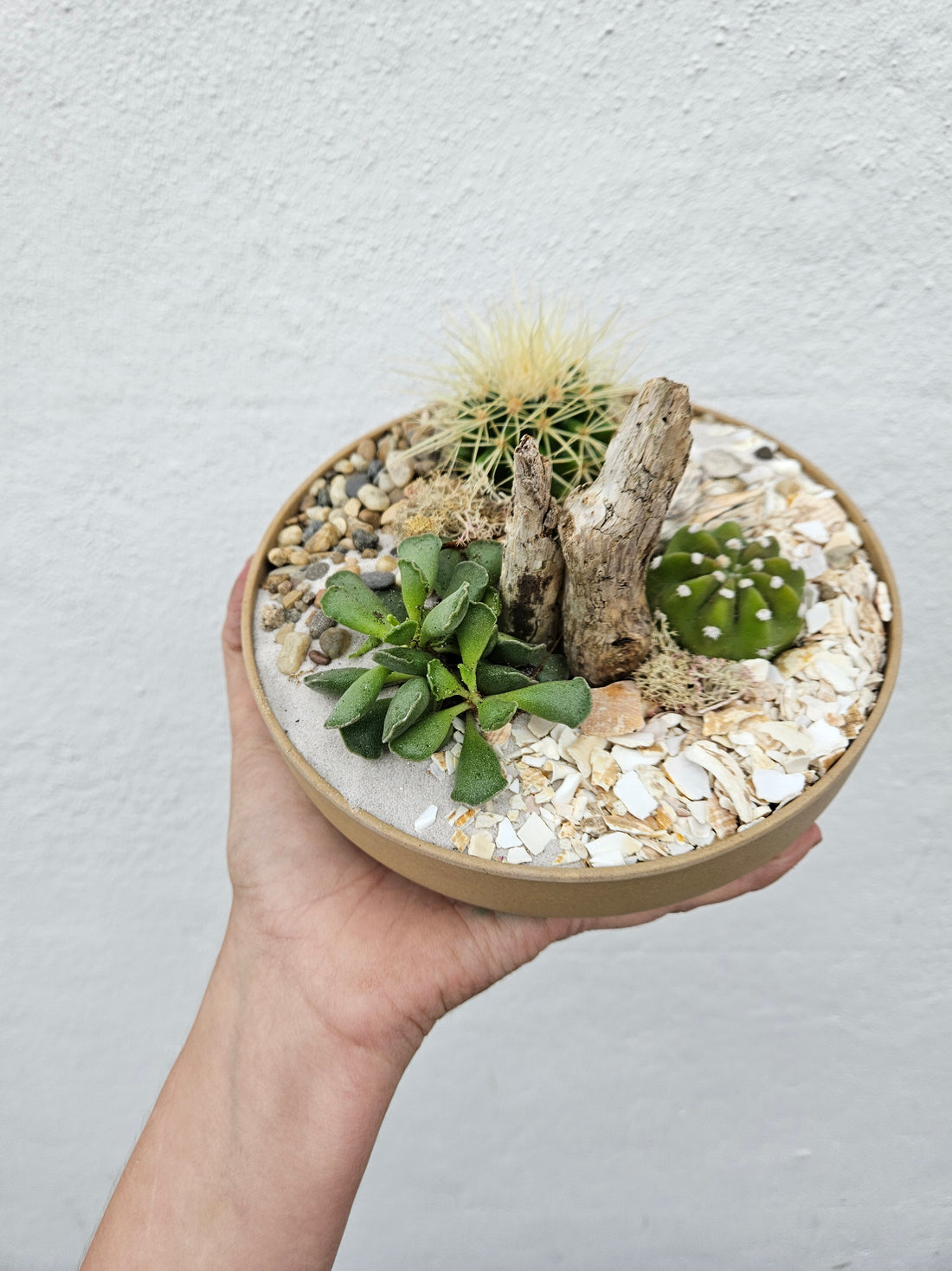 Small round Husk Disk Open Terrarium