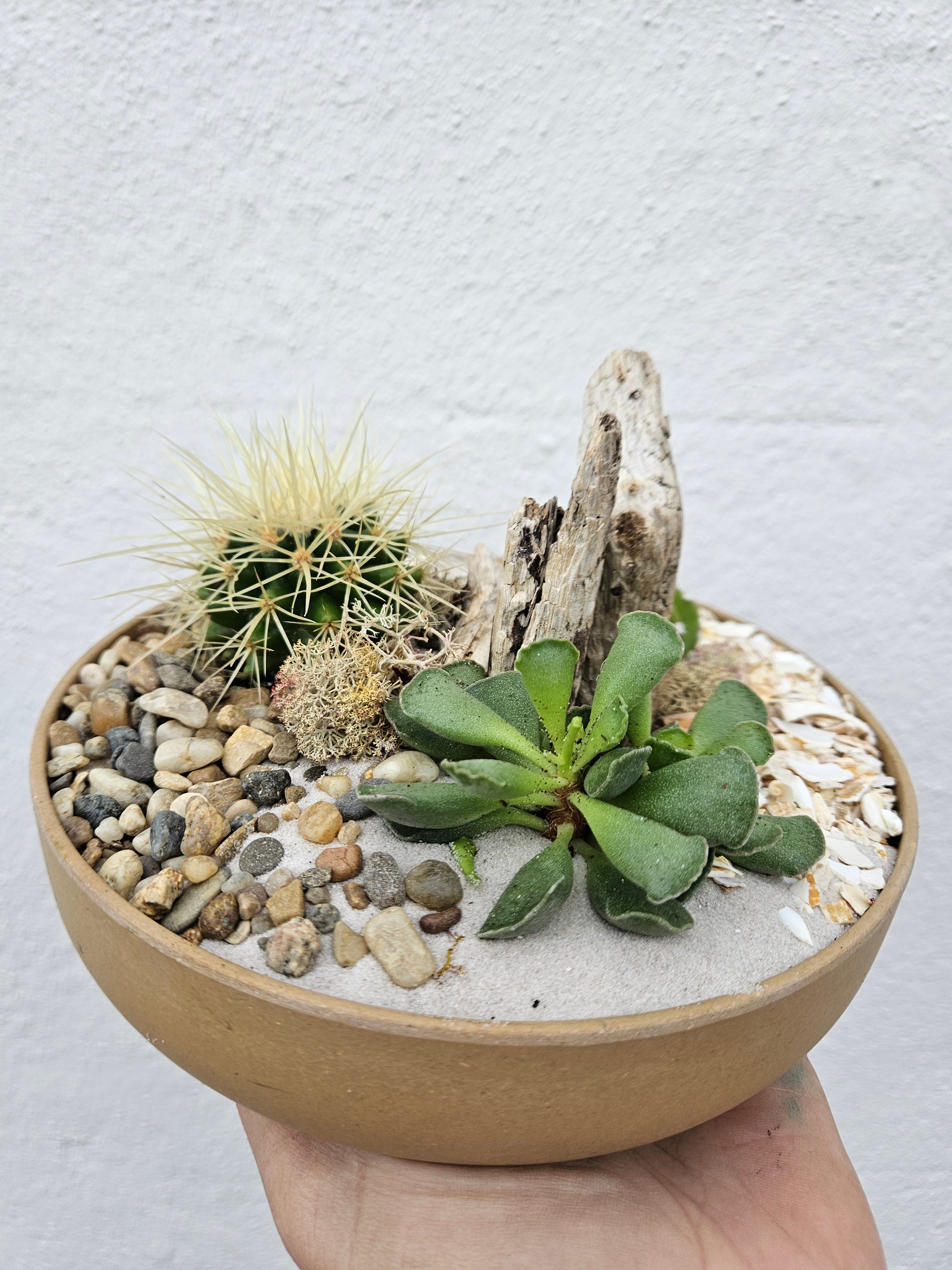 Small Round Husk Open Terrarium