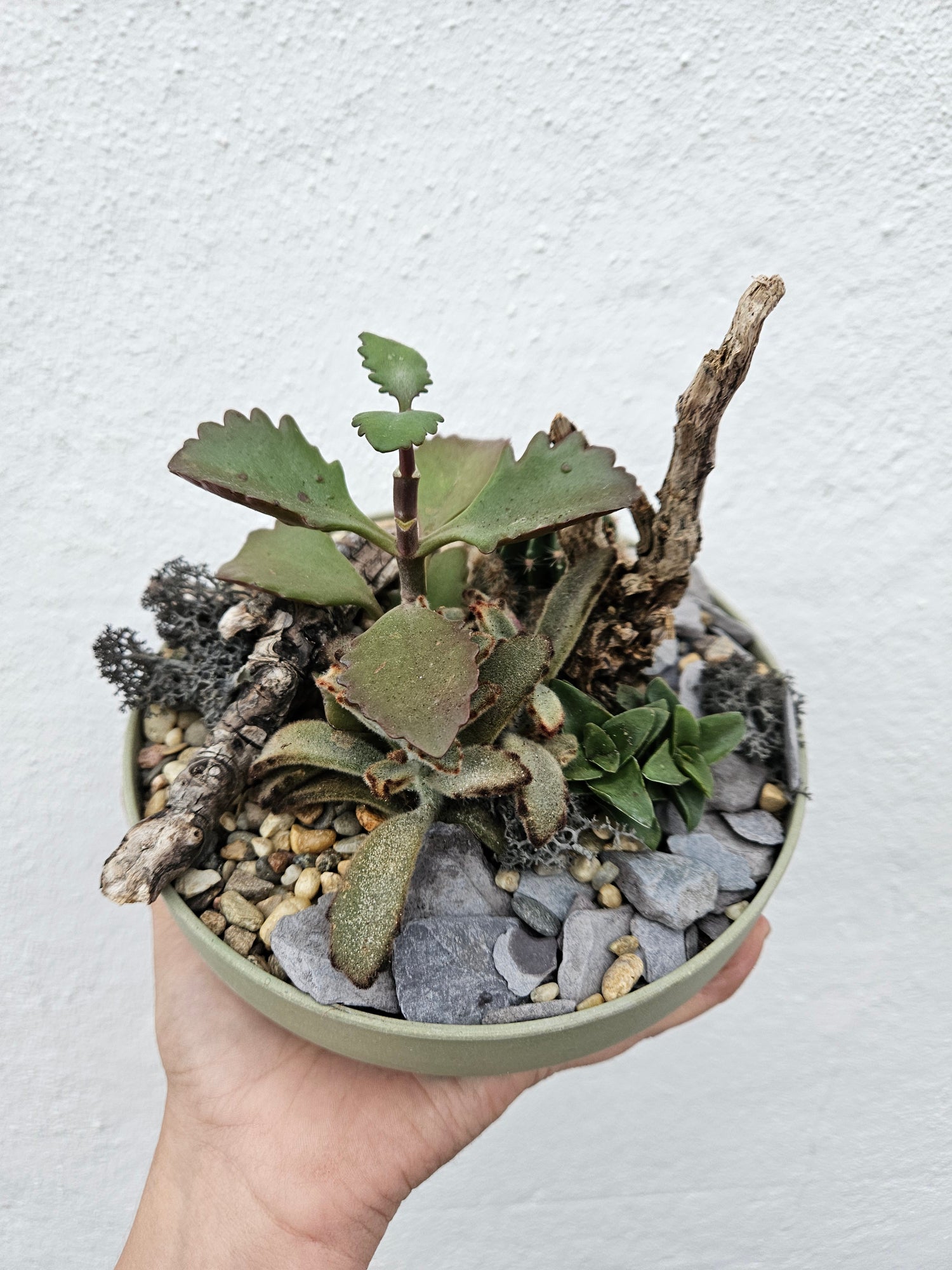 Small round Husk Disk Open Terrarium