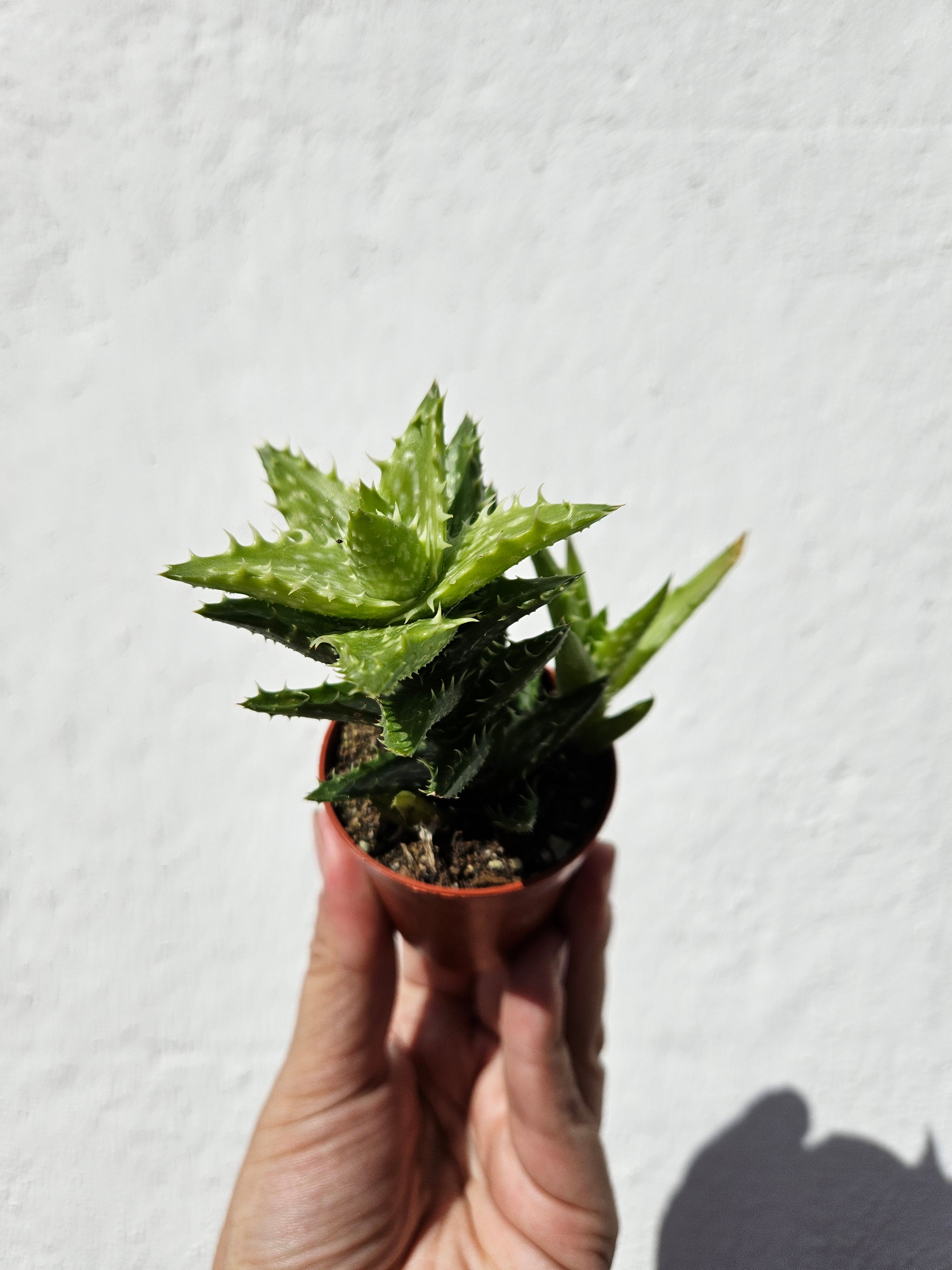 Aloe squarrosa (Tiger Tooth Aloe)