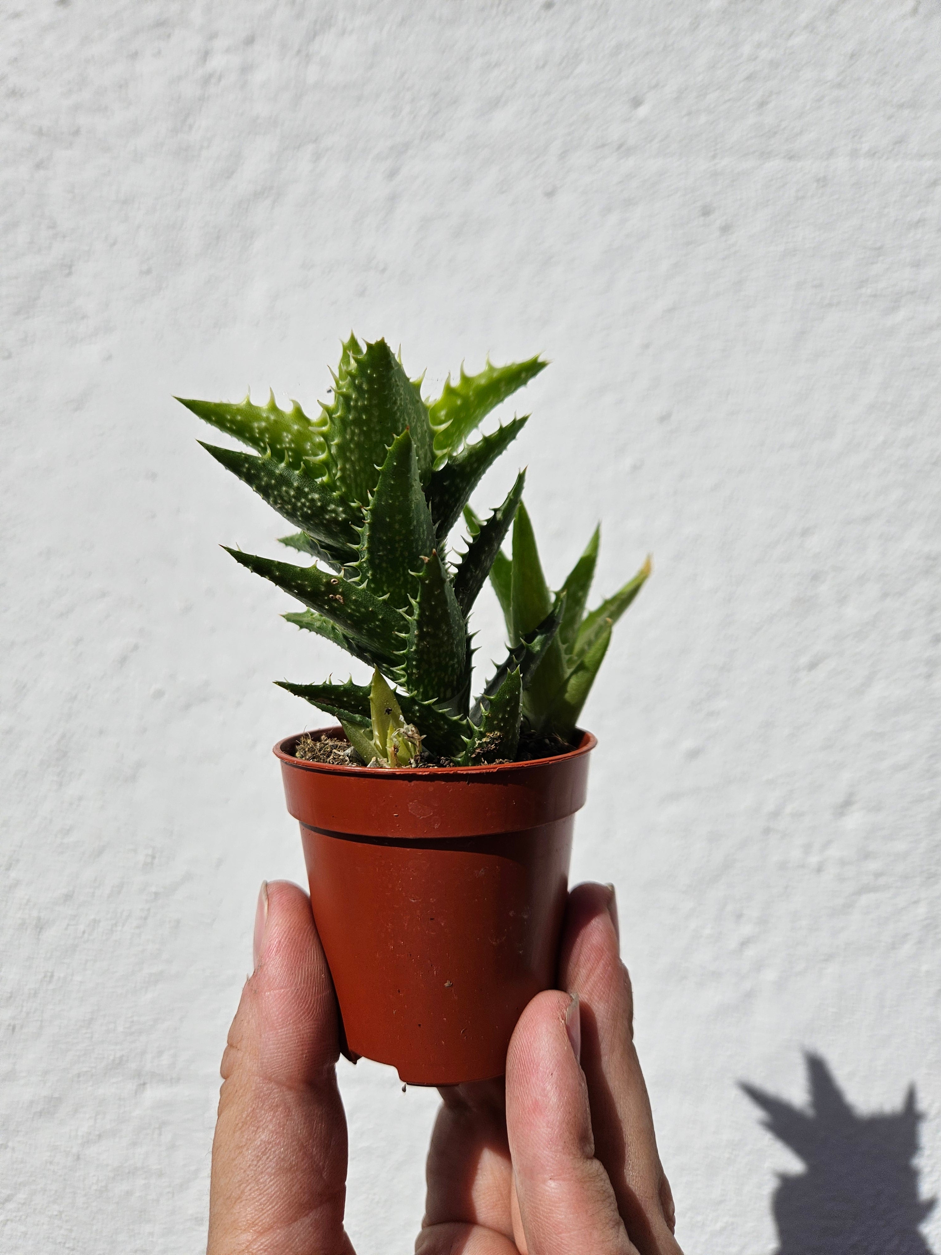 Aloe squarrosa (Tiger Tooth Aloe)