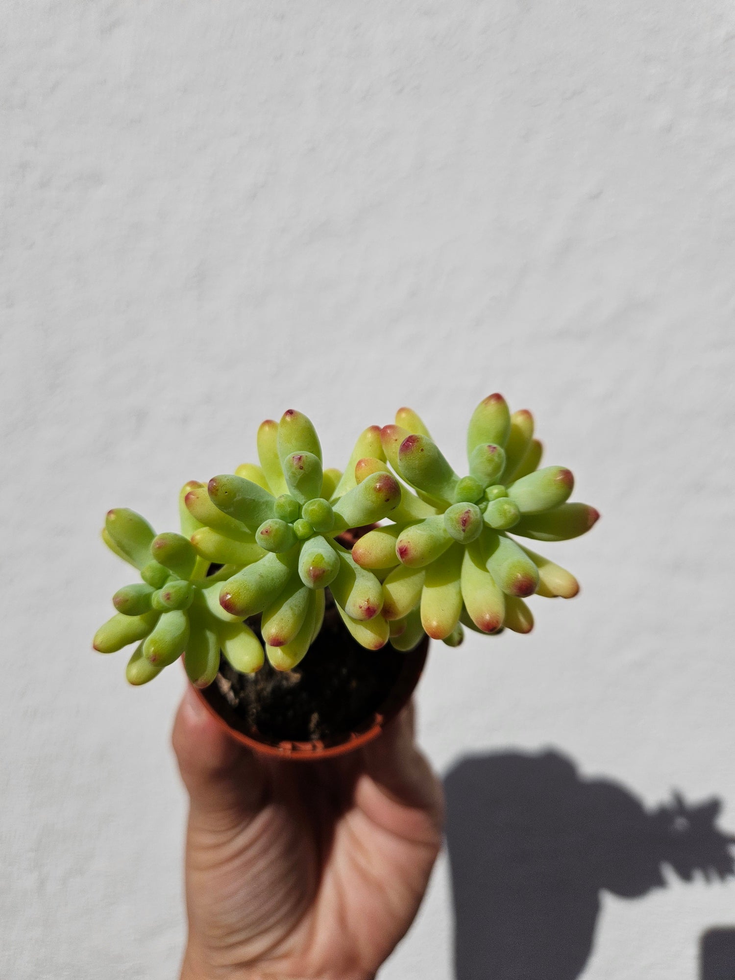 Sedum (Various Varieties)