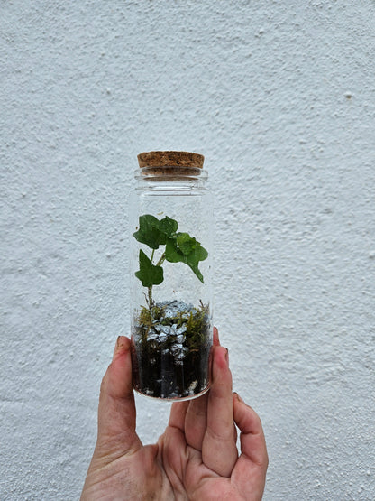 Small closed terrarium with cork